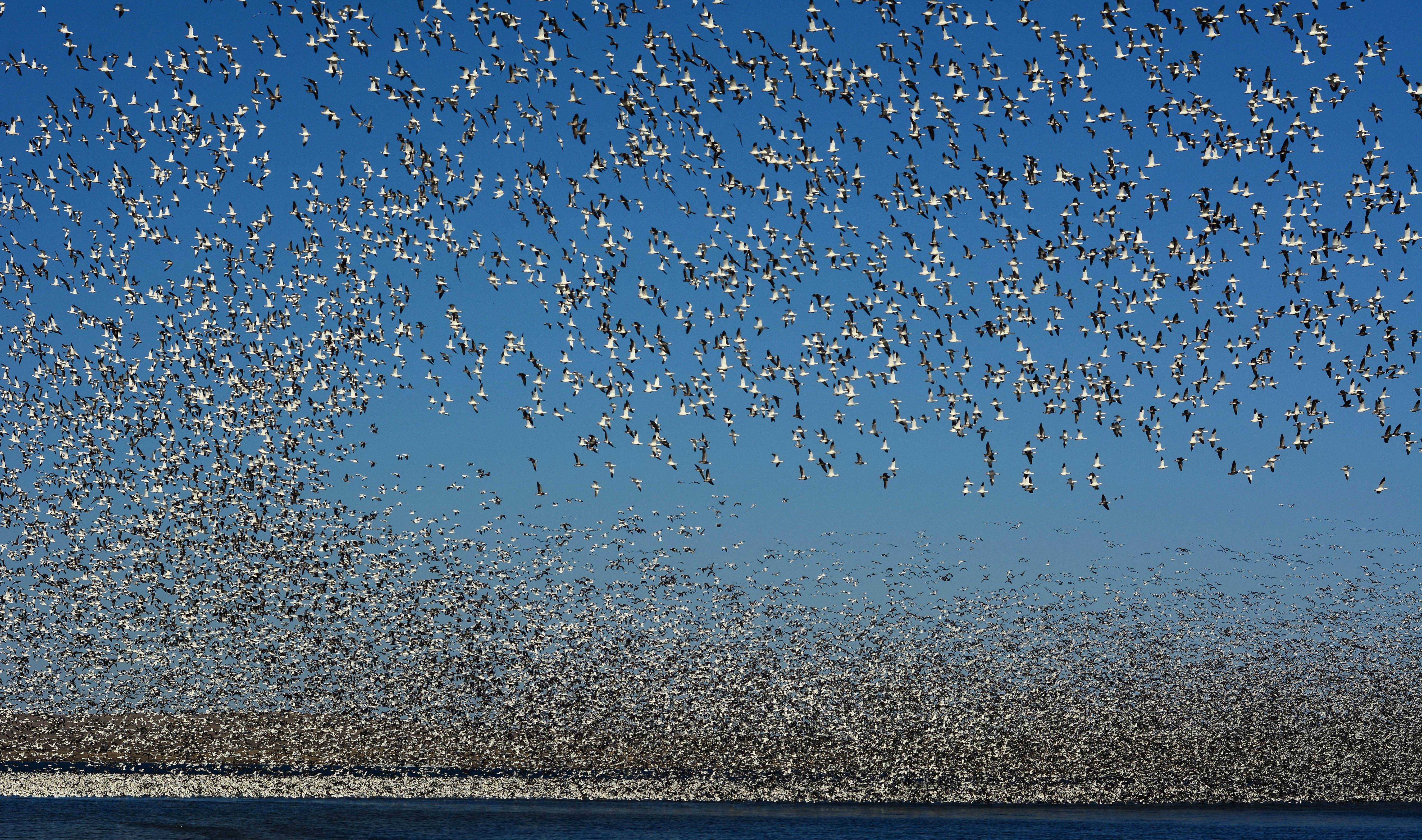 Snow Goose Migration 