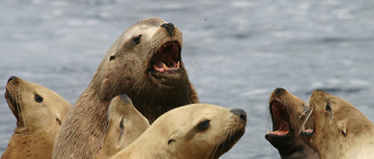 A group of Stellar Sea Lions