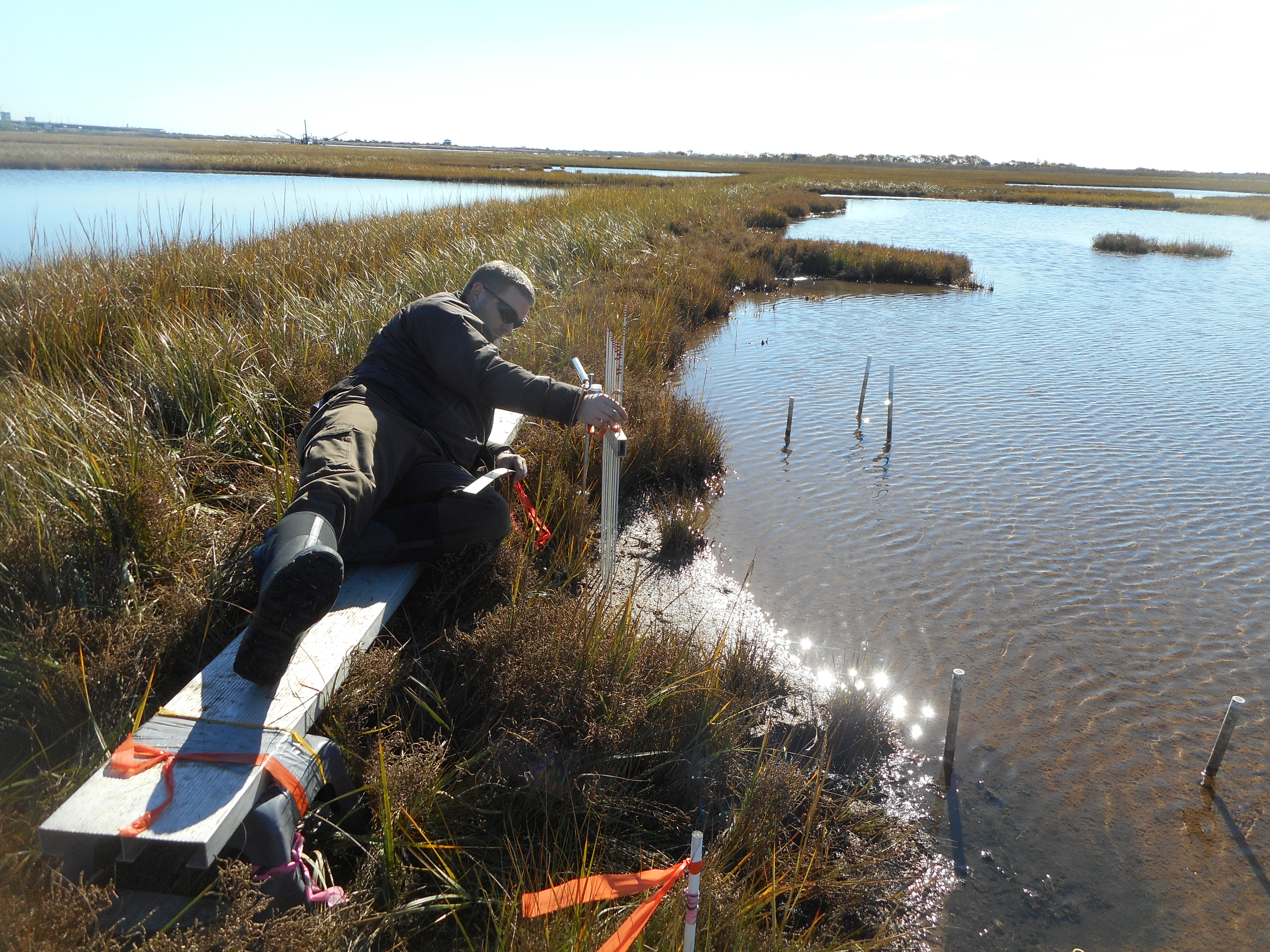 Biologist measures surface elevation in the marsh