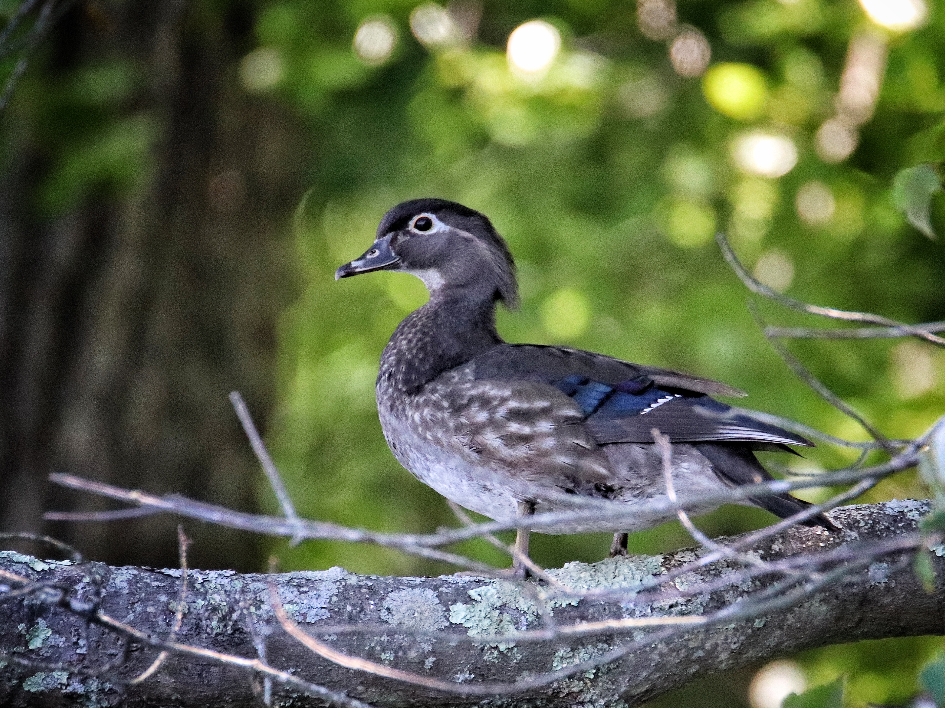 Wood duck female perched on tree limb