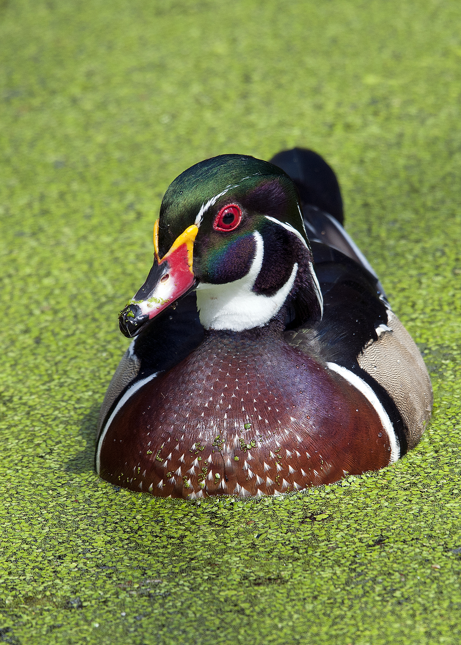 A colorful wood duck (green, black, and white head; brown breast) swims in algae-covered water at Big Branch Marsh National Wildlife Refuge.