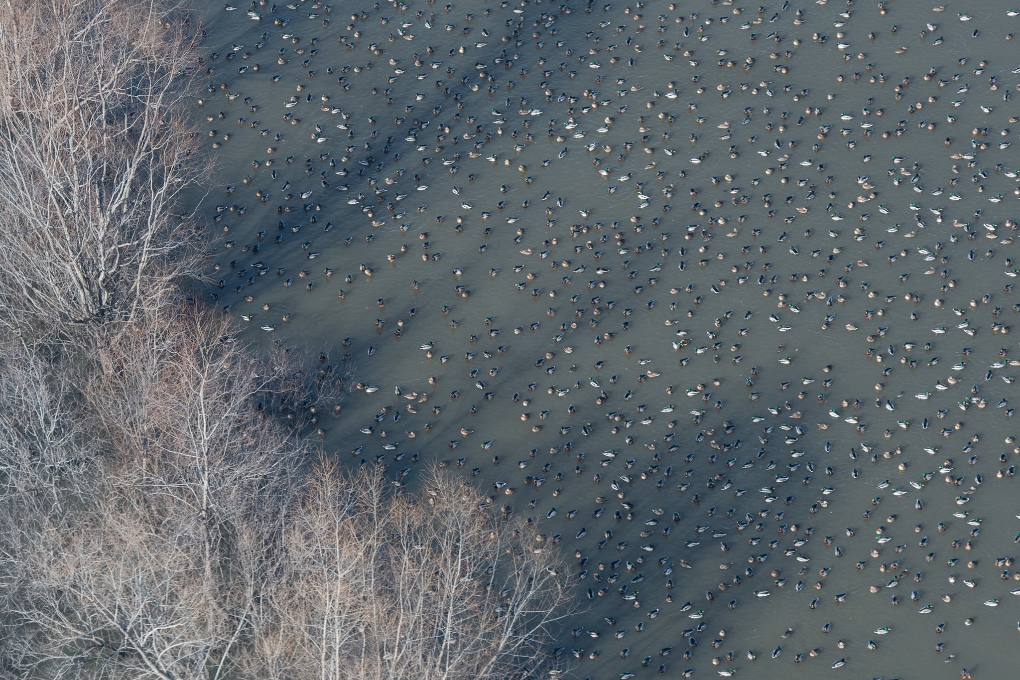 aerial image of a flock of mostly mallard next to a line of bare winter trees