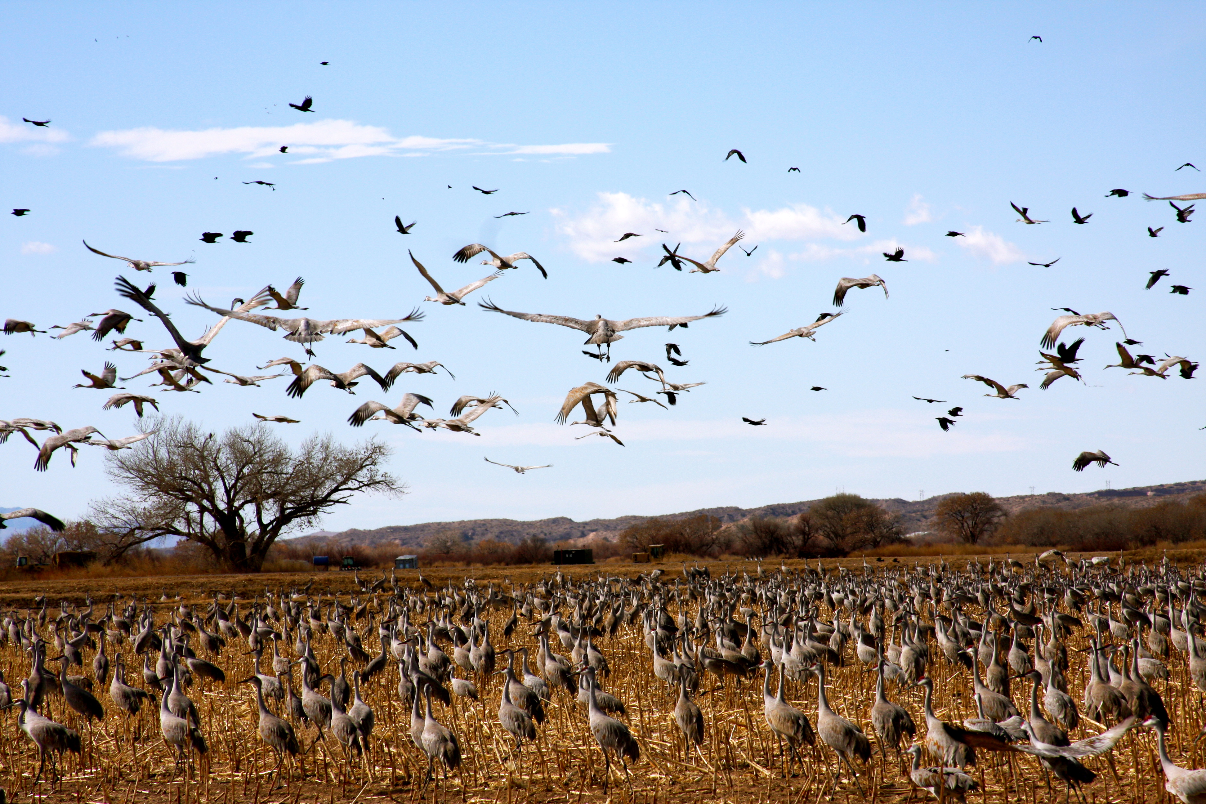 Larged-winged birds called sandhill cranes arrive in fields to feed at Bosque del Apache National Wildlife Refuge.