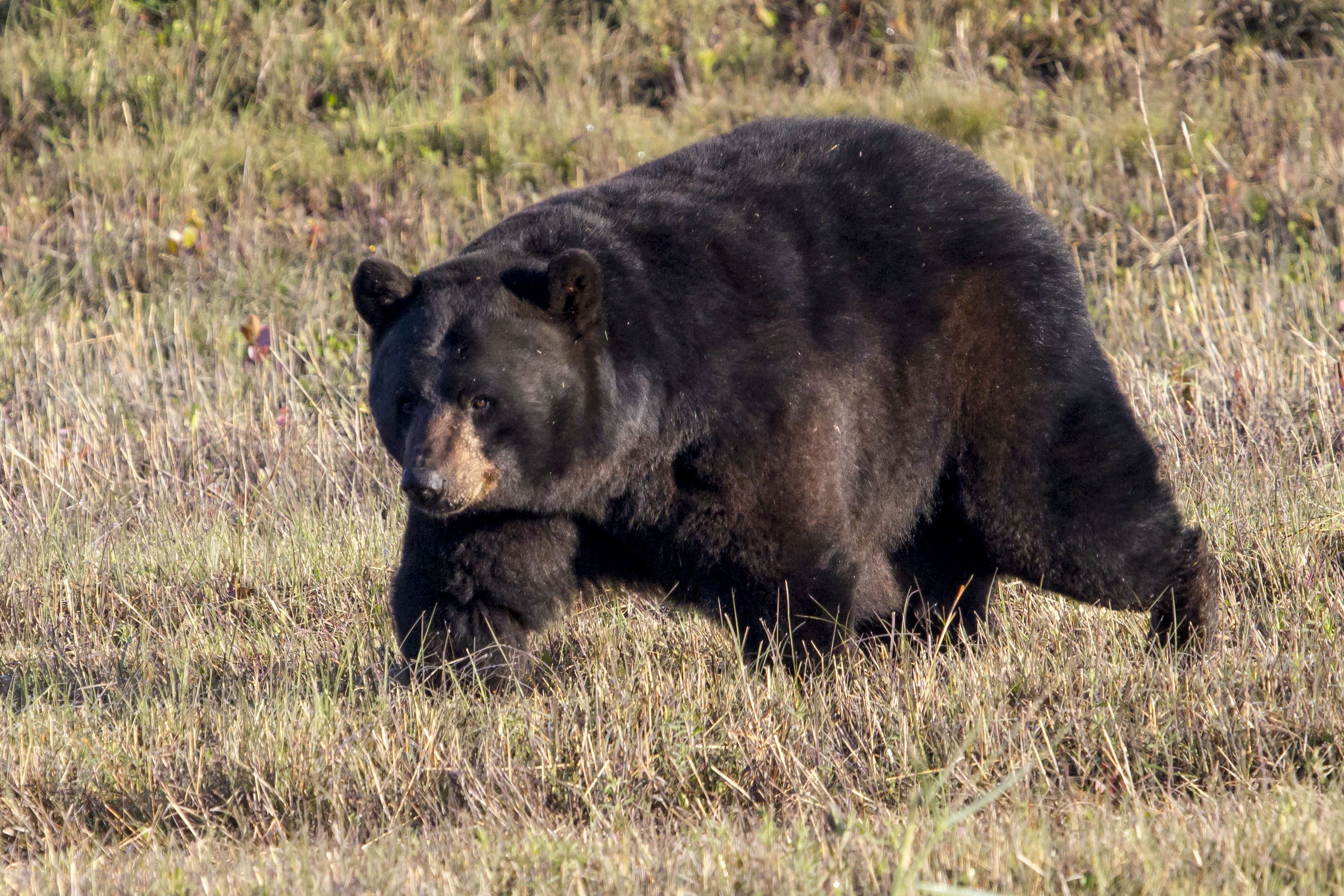 A fat black bear lumbers along at Alligator River National Wildlife Refuge in North Carolina.