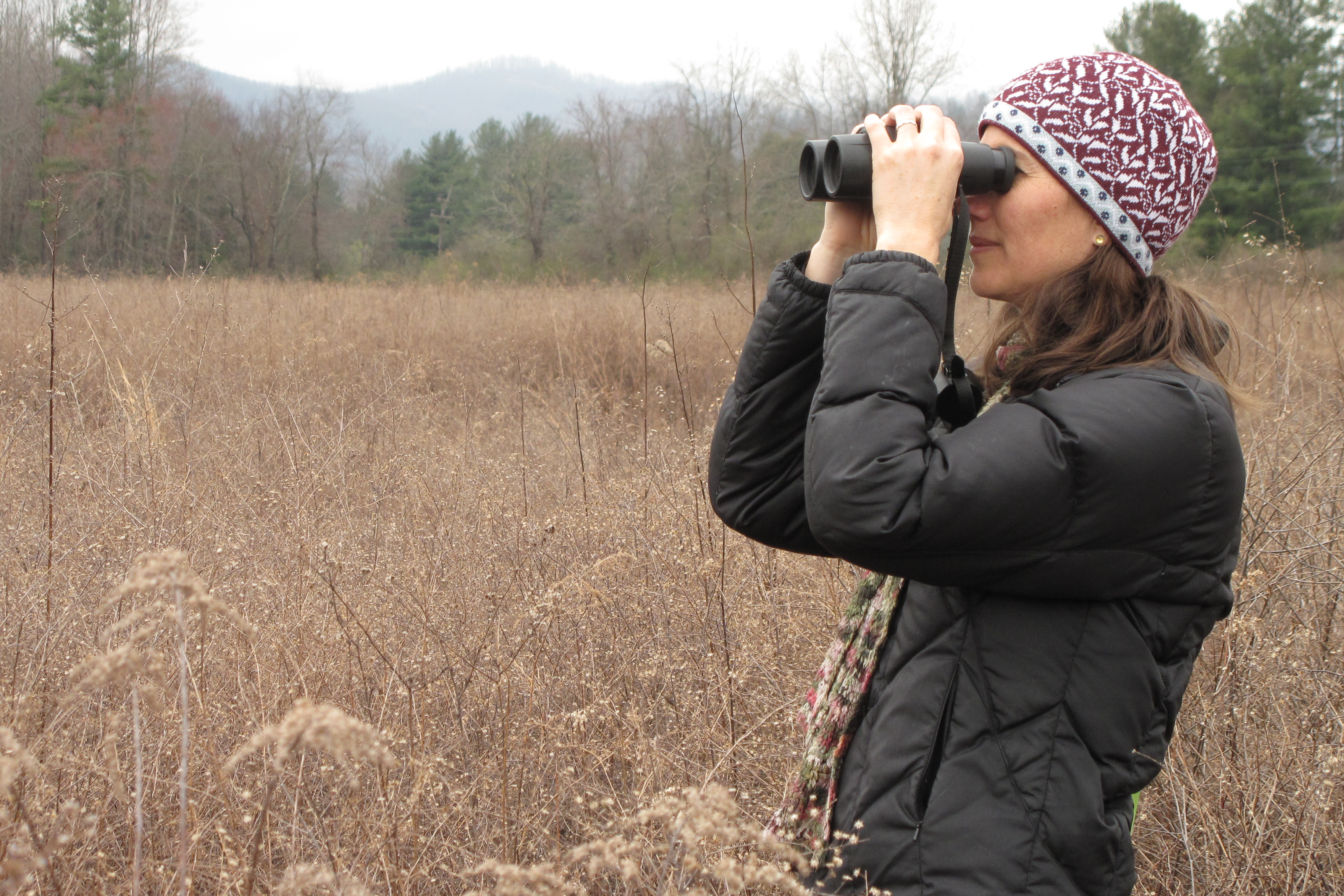 Biologist in a field looking through binoculars