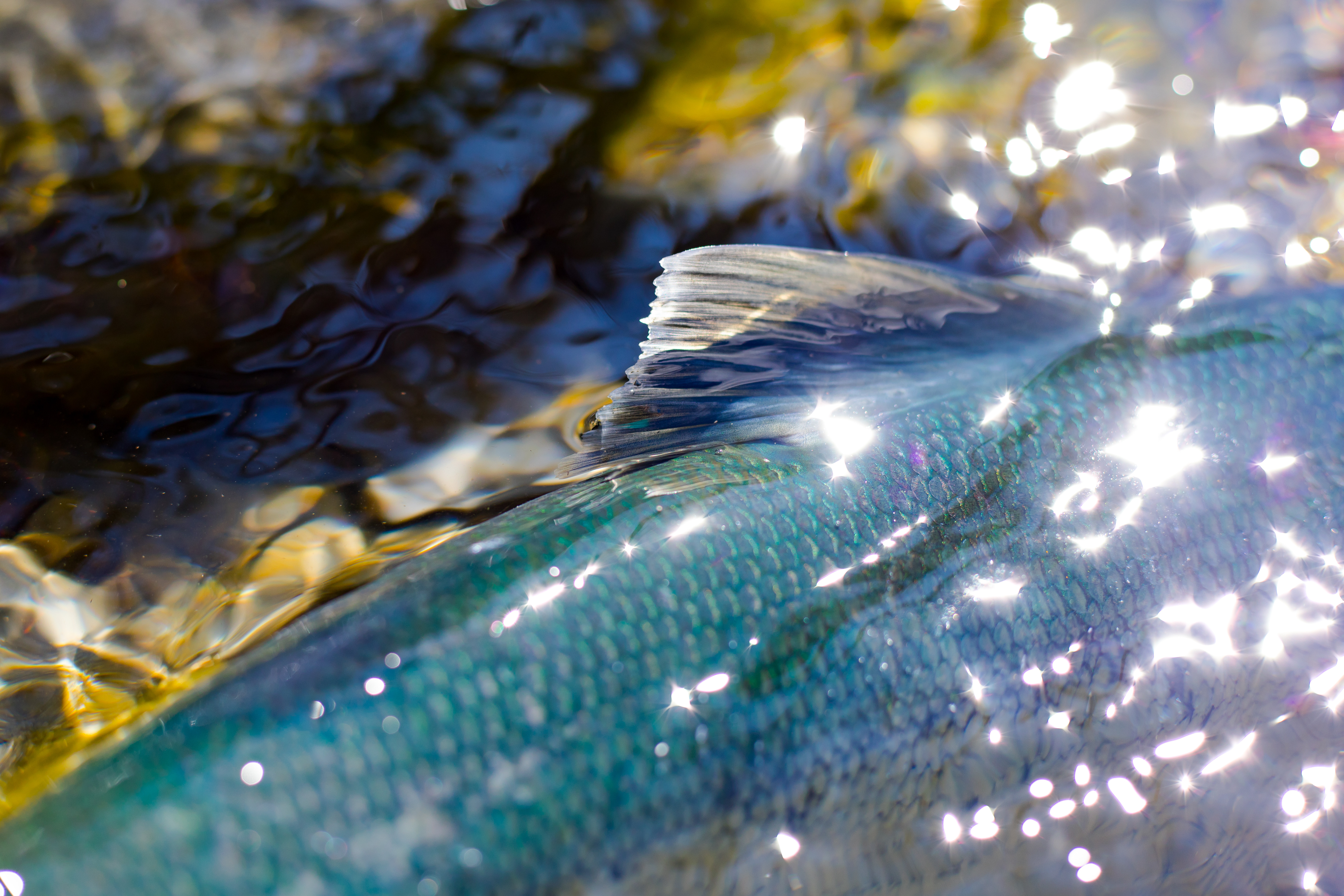 Blue and silver scales of a fish glisten in the light at the surface of the water. 