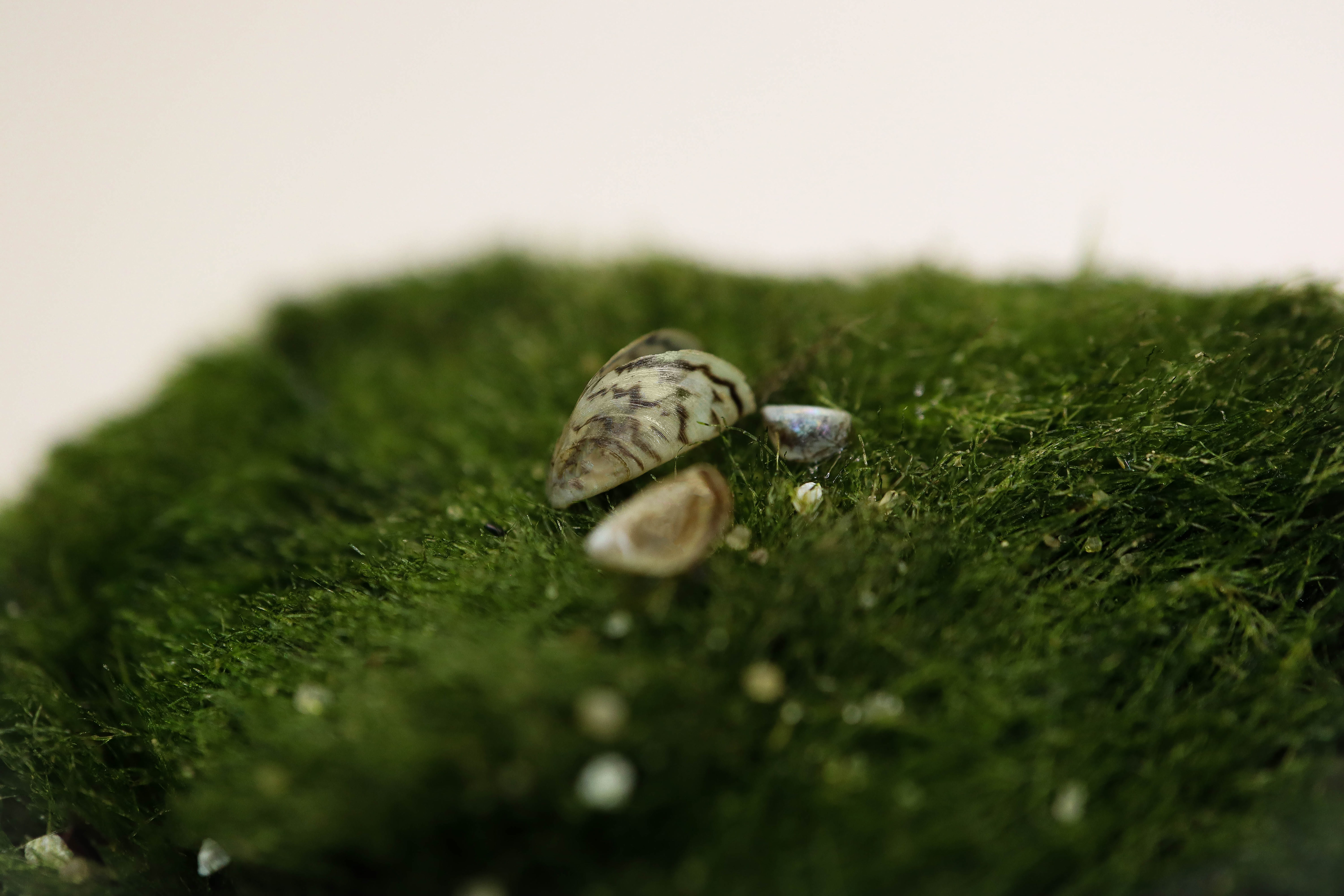 Moss Balls and Zebra Mussels - Great Lakes Research and Education Center  (U.S. National Park Service)