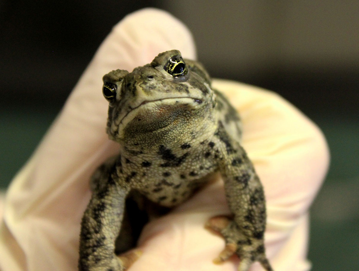 A gloved hand holds a small toad. 