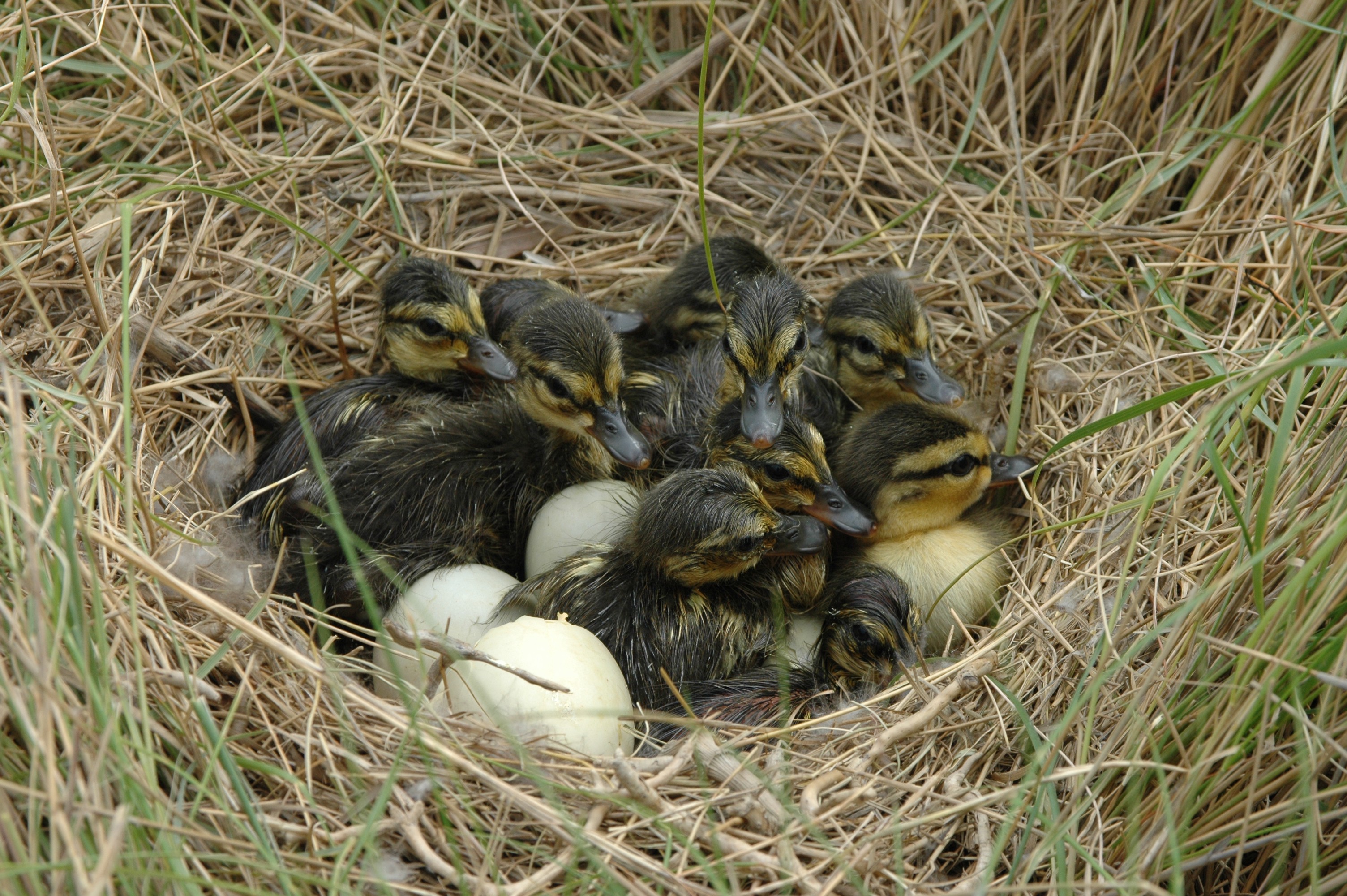 A nest of black duck chicks and eggs huddled together