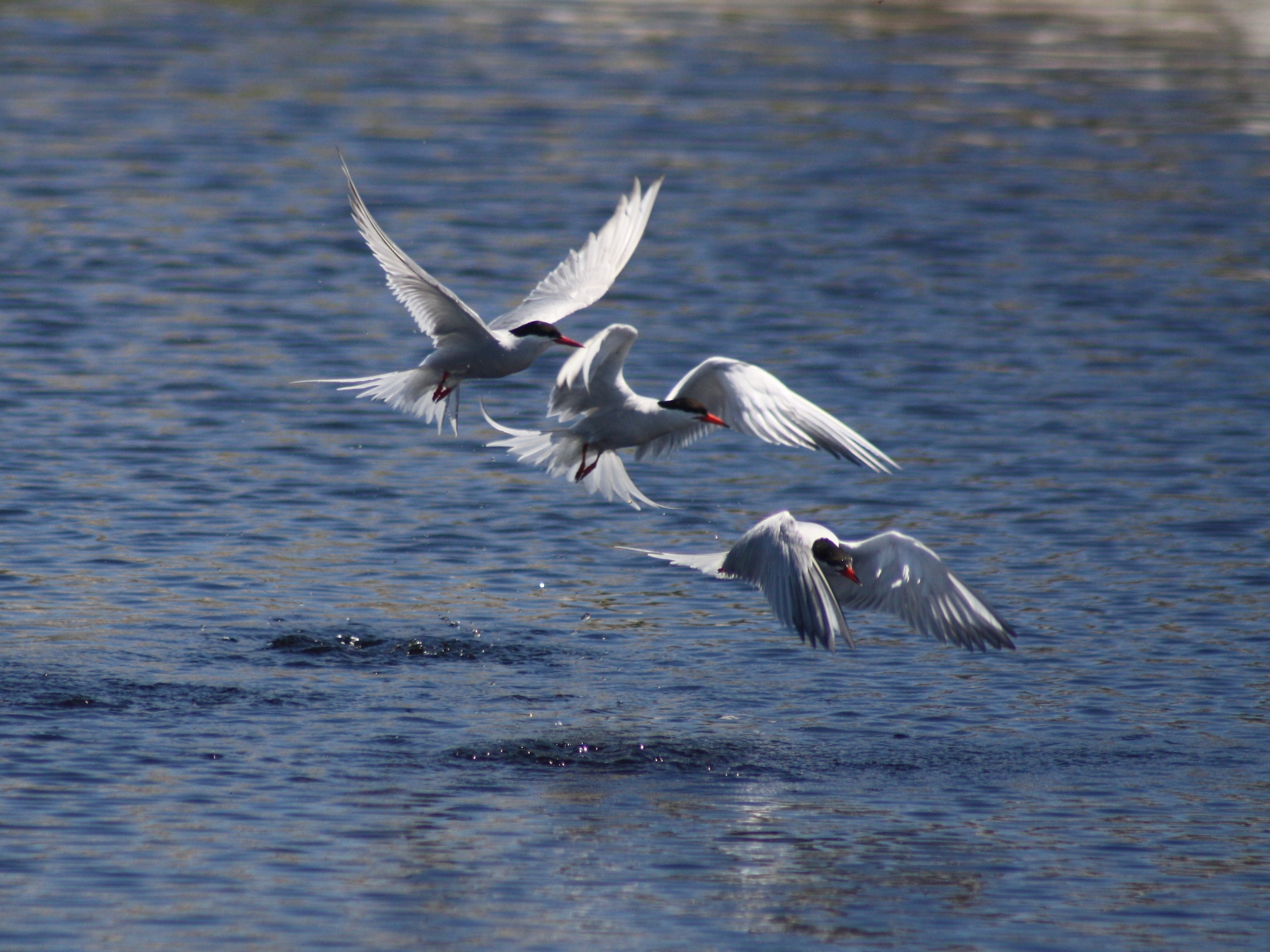Common Terns in fight