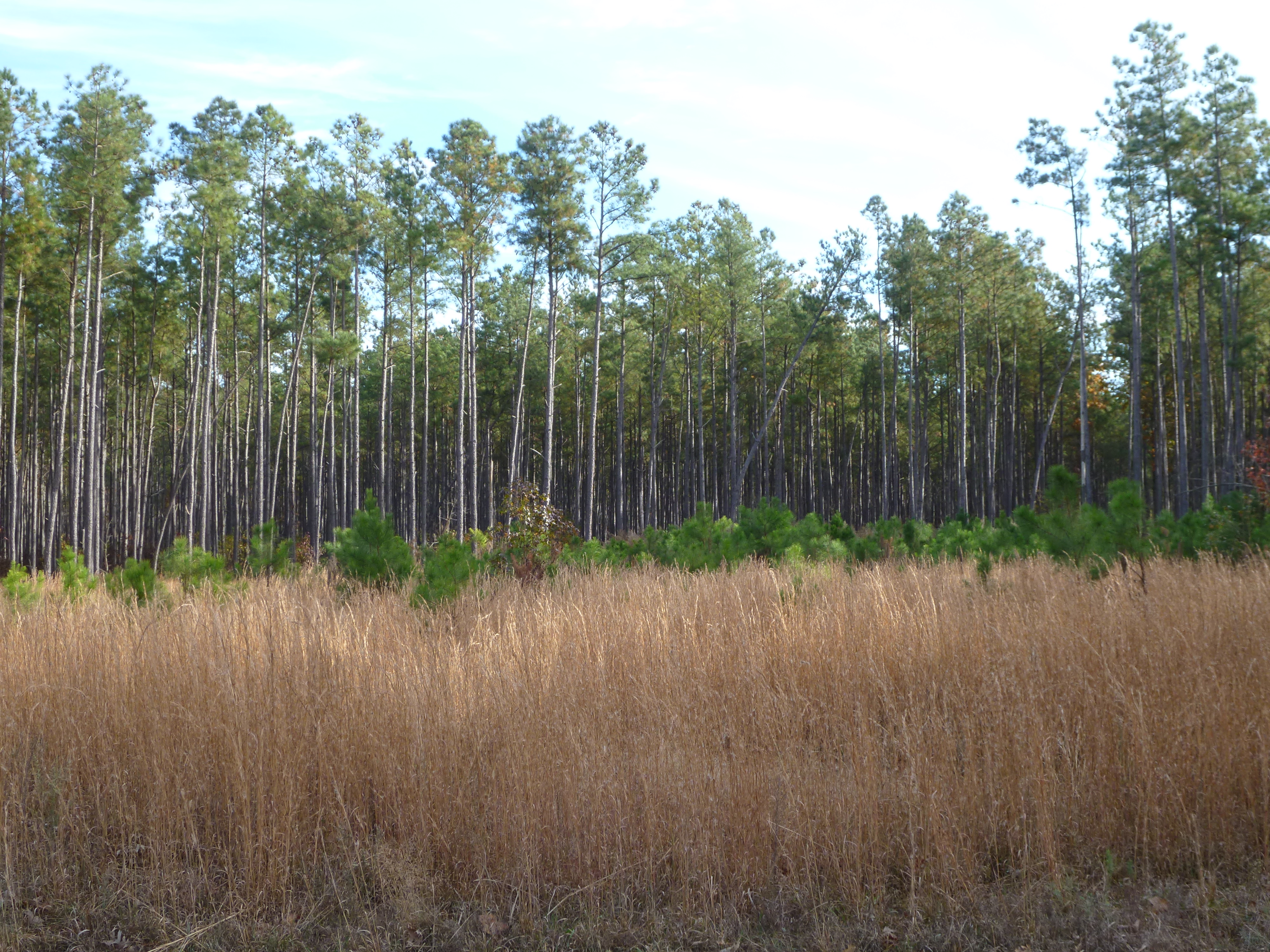 pine forest after thinning and burn