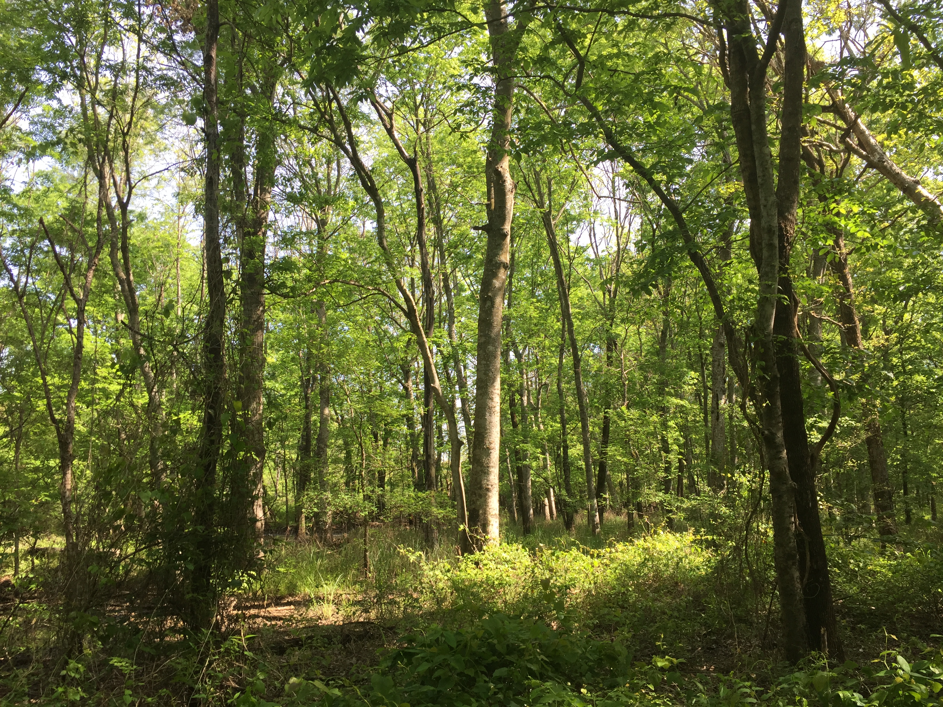 A lush green bottomland hardwood forest.