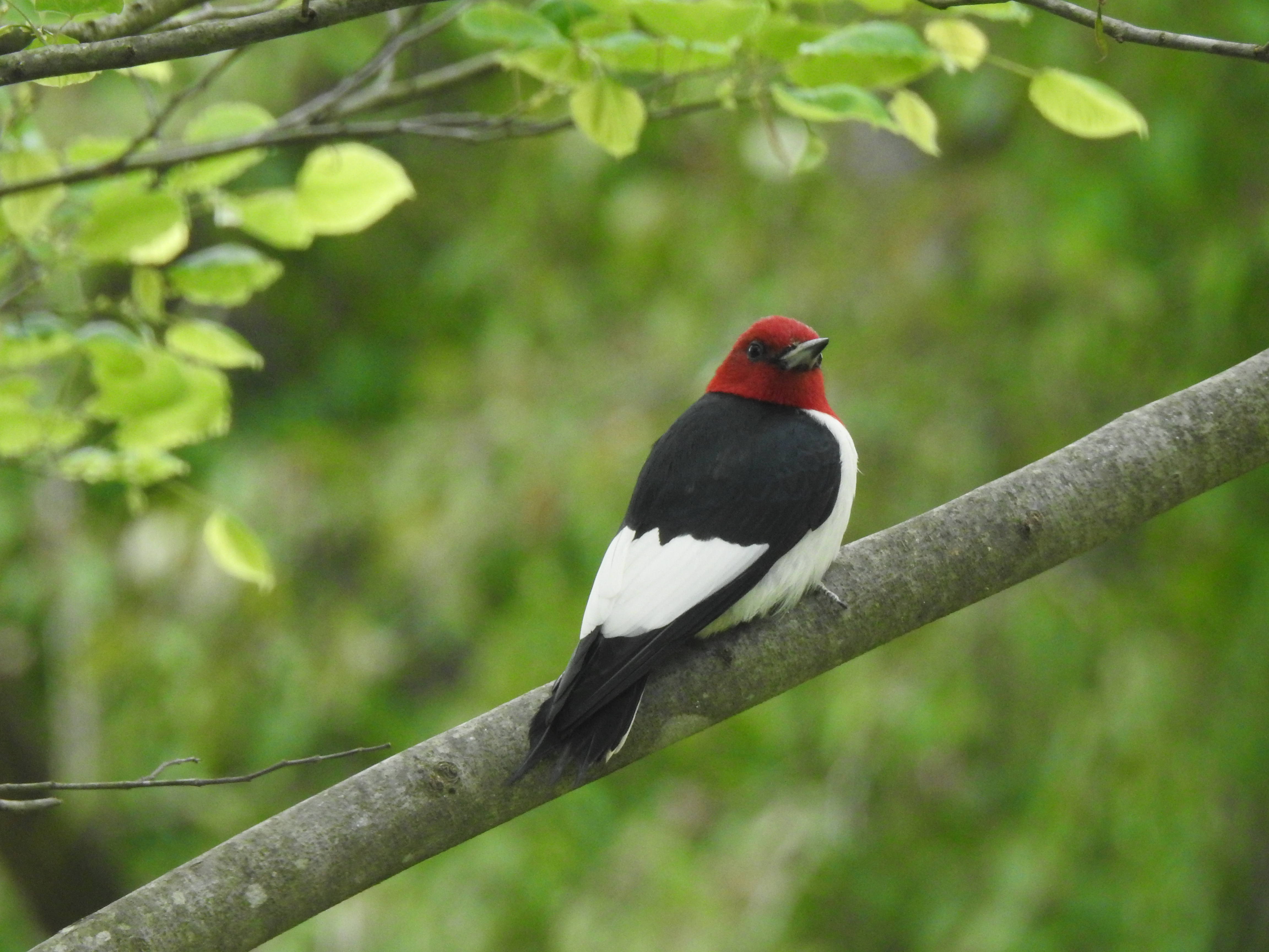 A red-headed woodpecker sitting on a branch in a redbud tree.