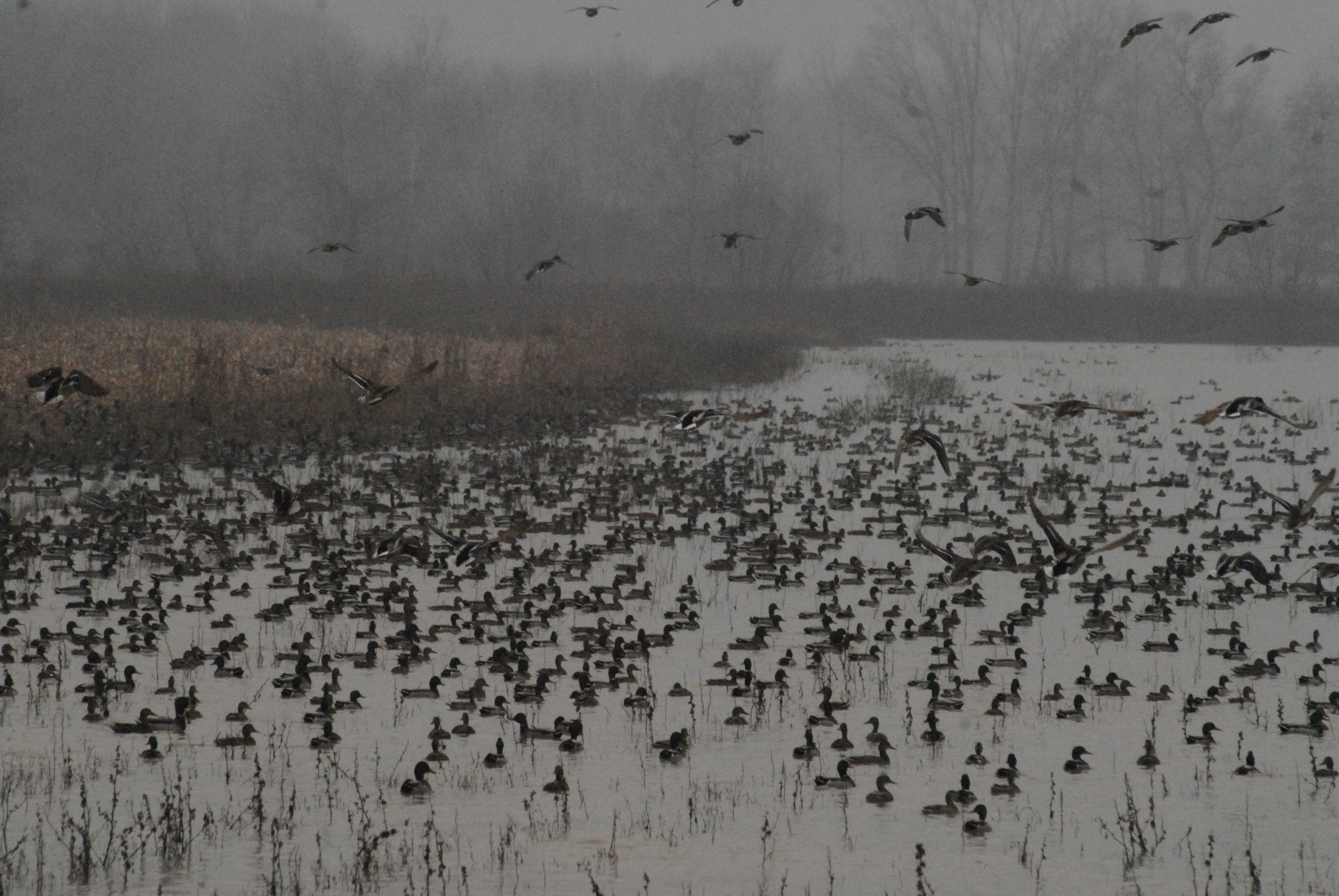 A large flock of ducks sitting in a wetland.