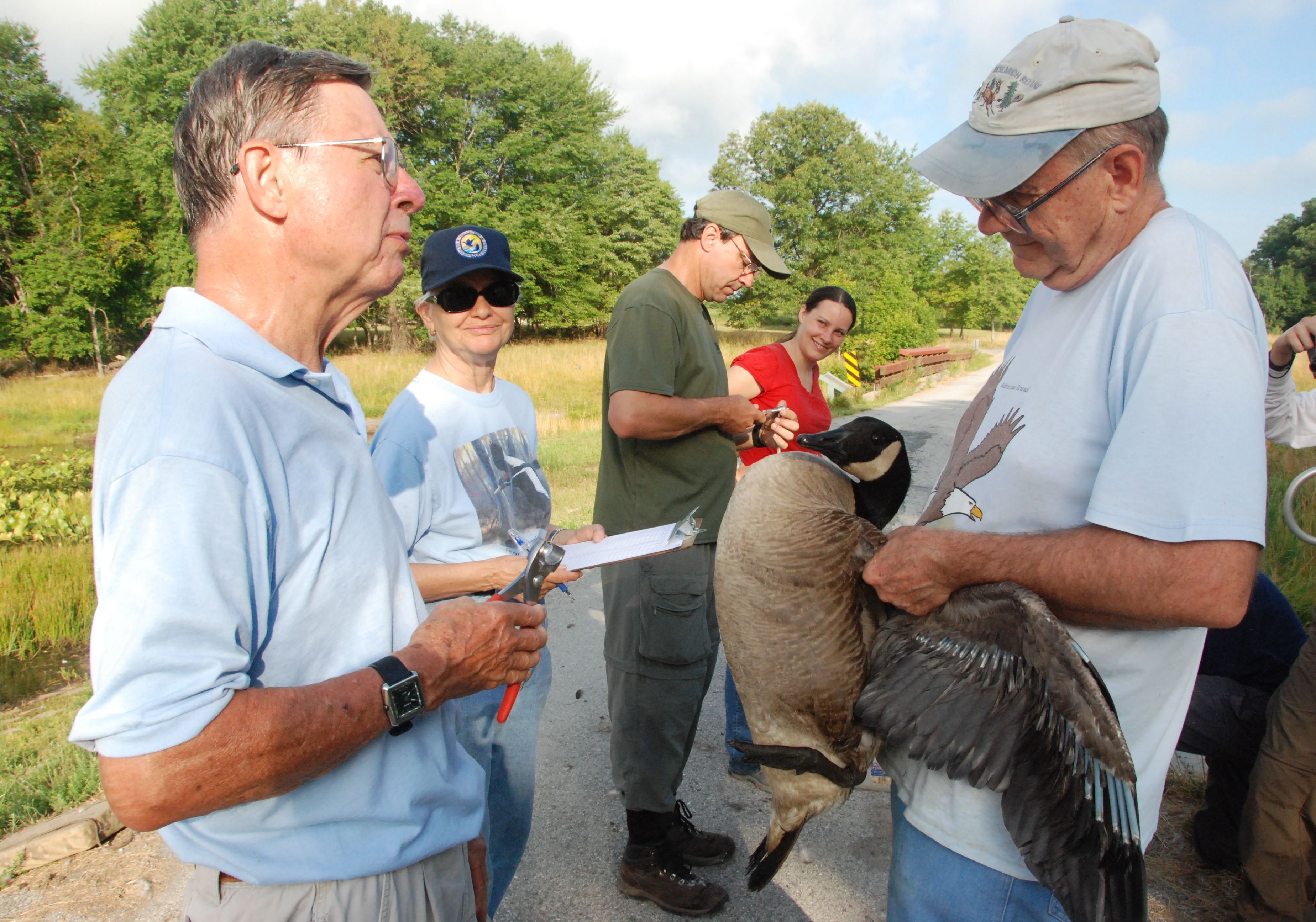 Volunteer Frank McGilvrey, left, prepares to band a Canada goose at Patuxent Research Refuge in Maryland.