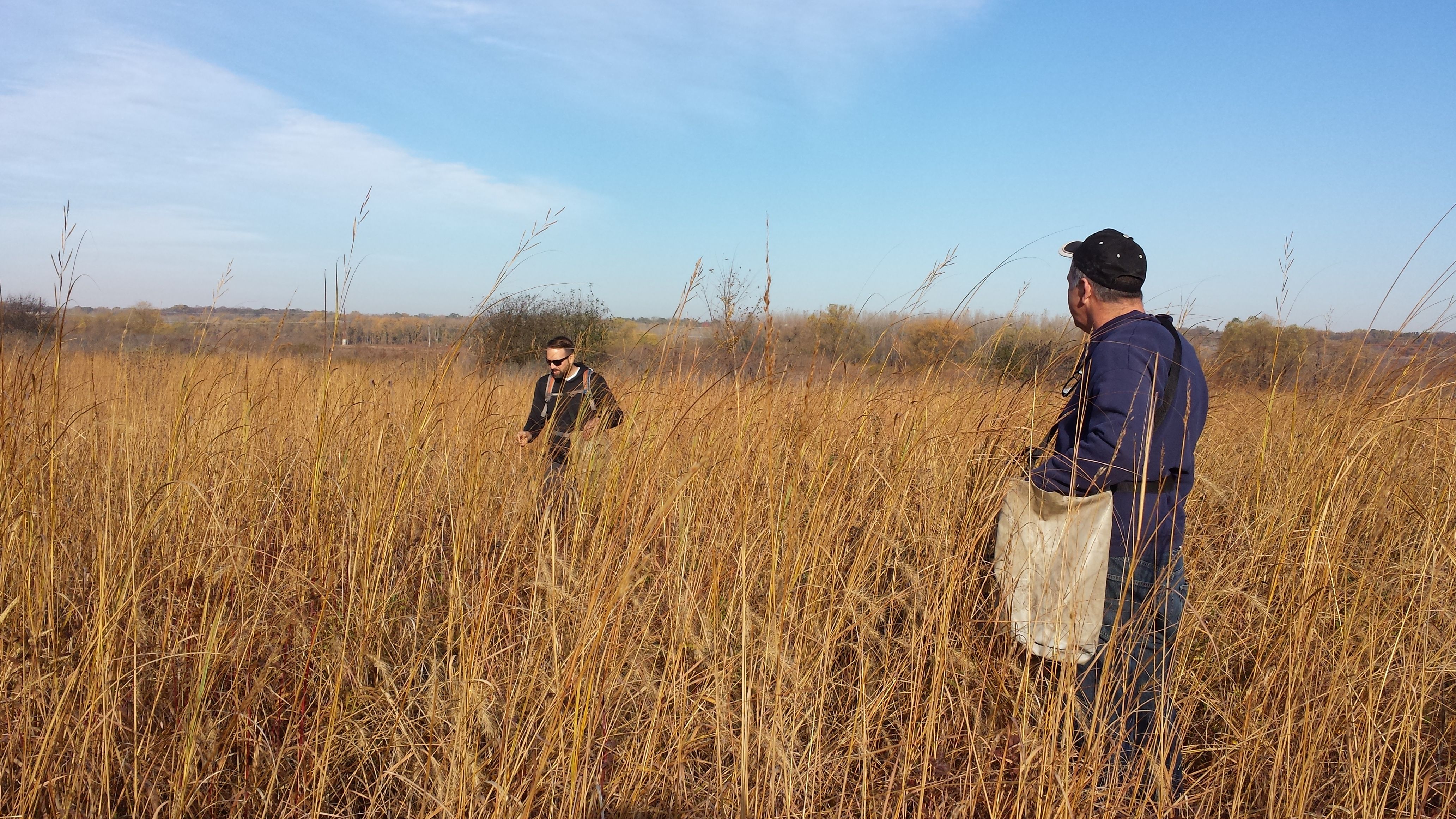 Two people stand in a field of tall grass, collecting seeds of native prairie plants, at Minnesota Valley National Wildlife Refuge.