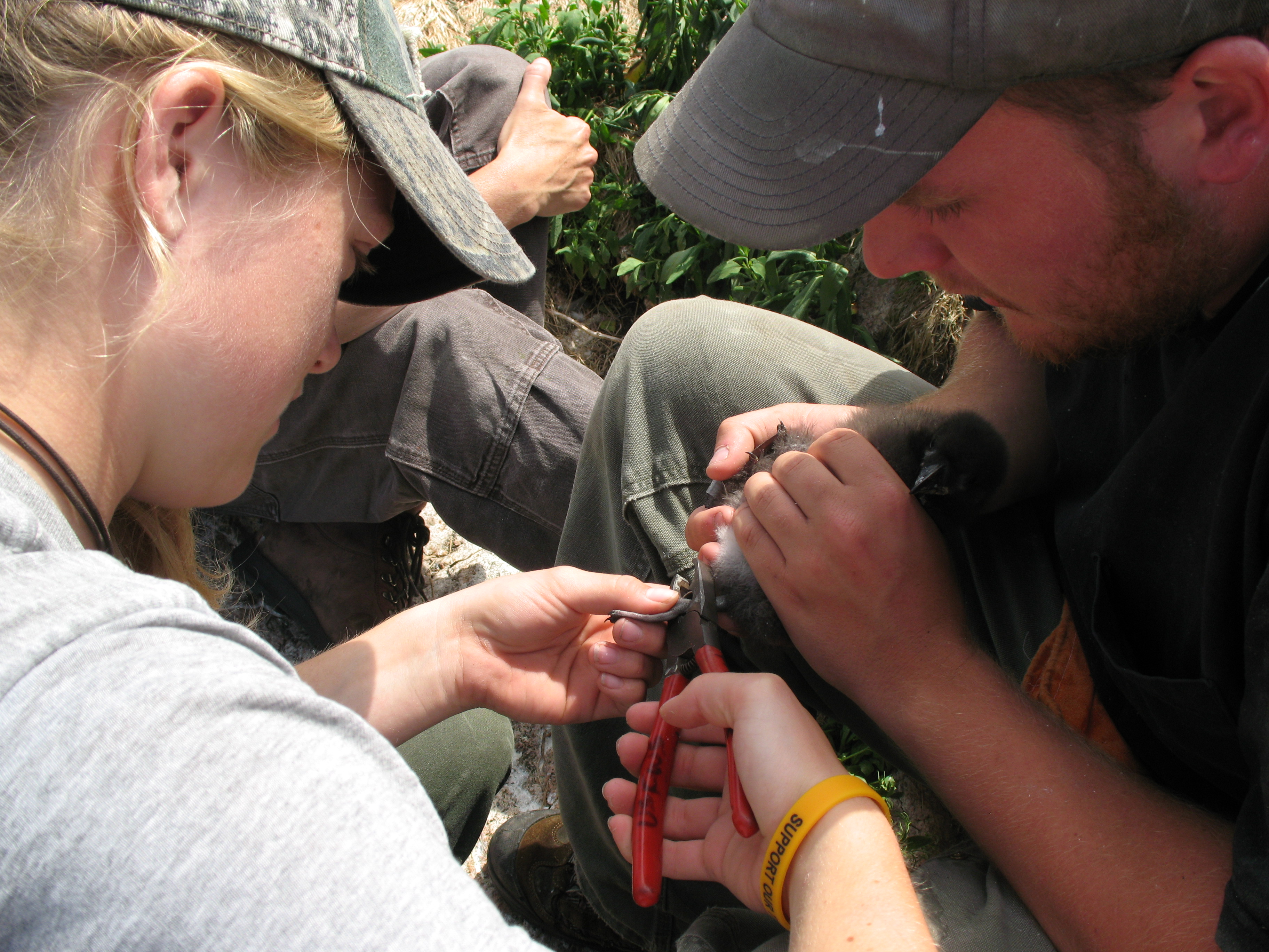 Banding a Atlantic Puffin chick