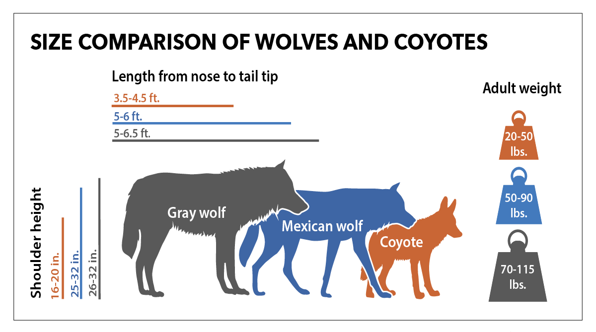 Size comparison of wolves and coyotes
