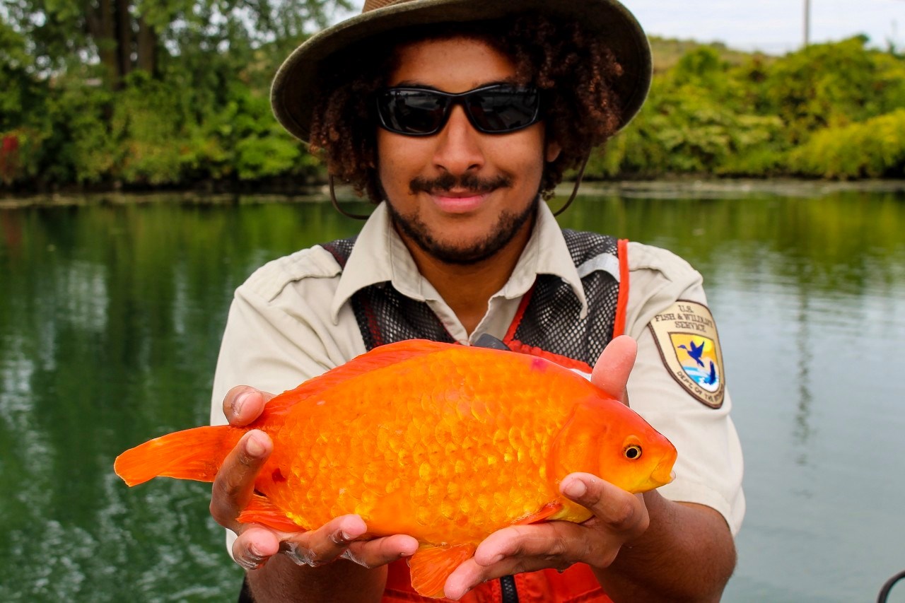 A person stands in front of a lake and holds a large goldfish up to the camera.