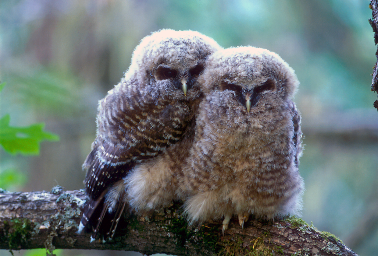 Northern spotted owl fledglings