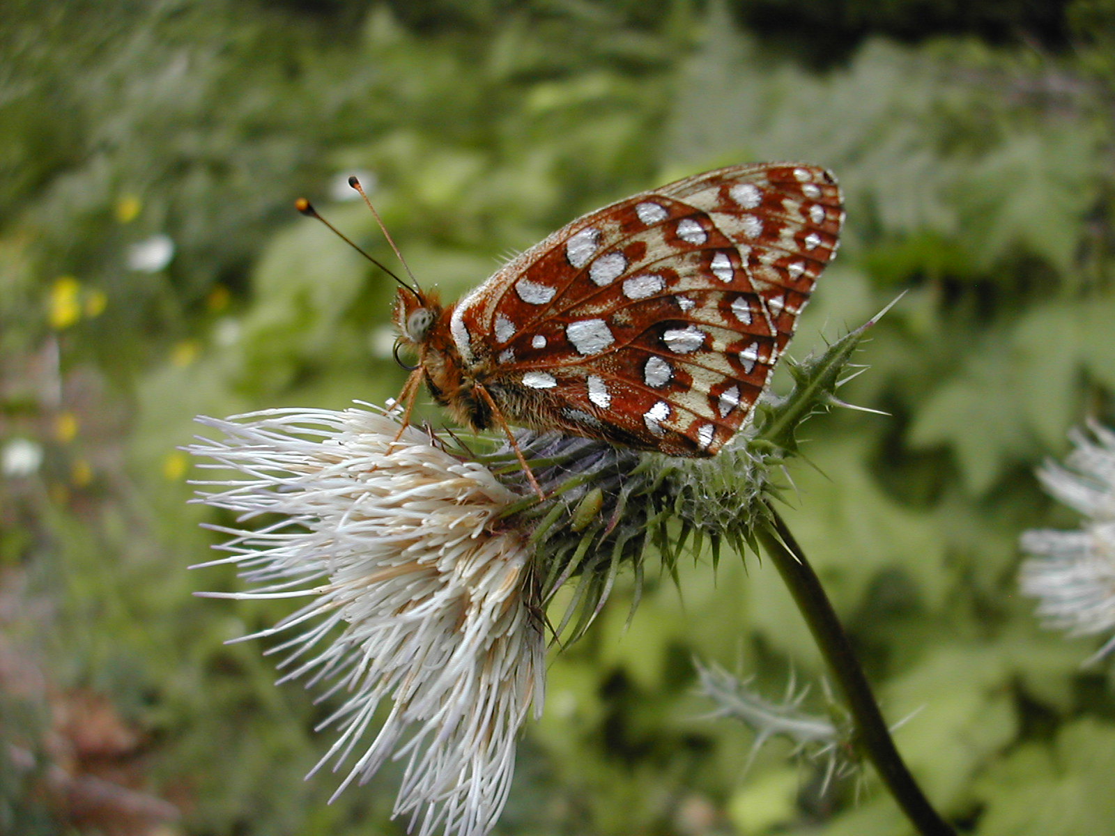 oregon silverspot butterfly on flower