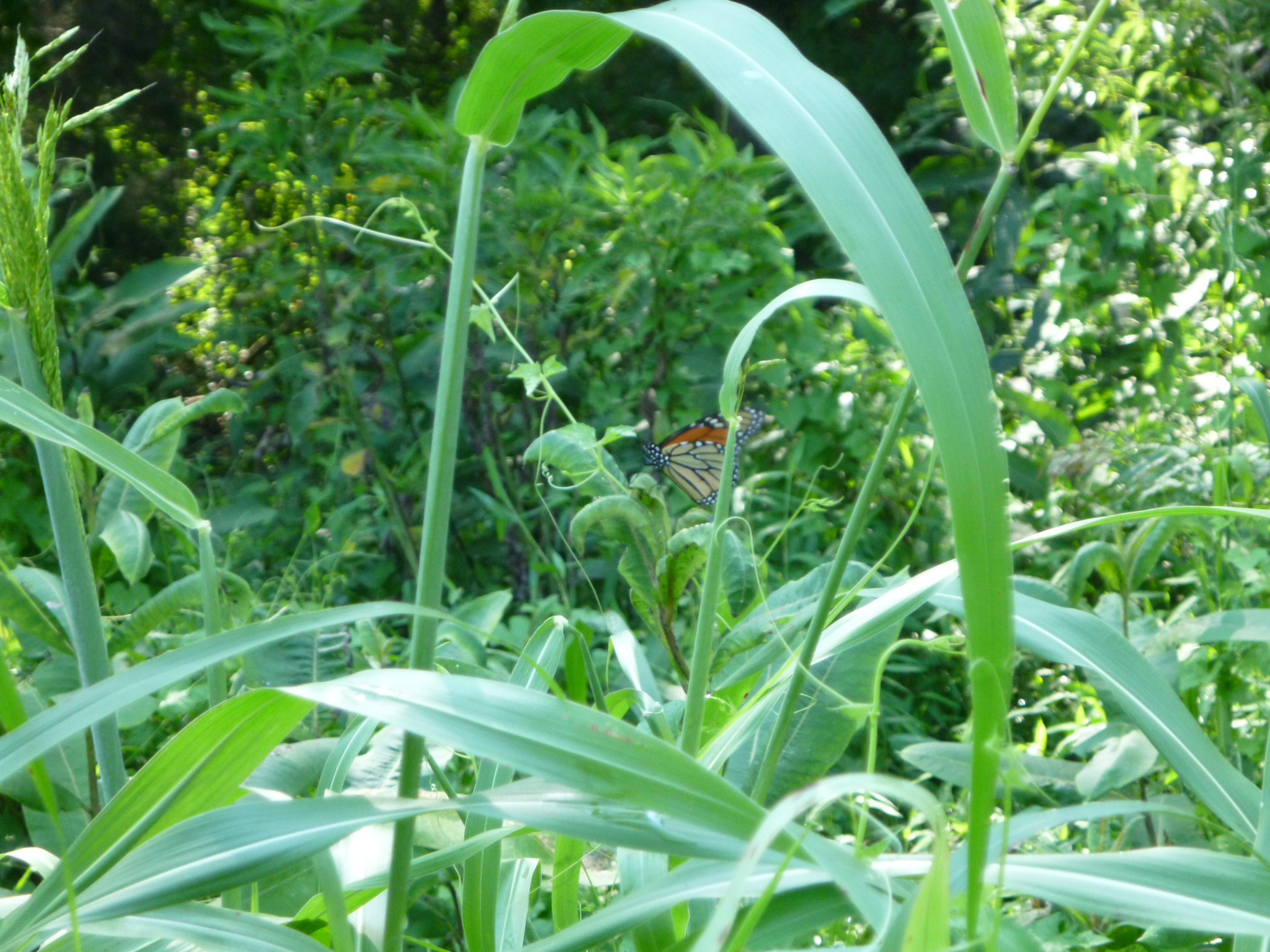 Monarch Butterfly seen through invasive plant