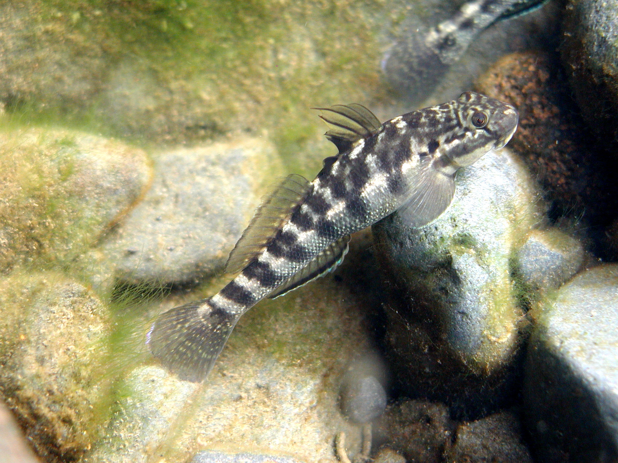 A silver fish with grey stripes perches on a rock under water. 