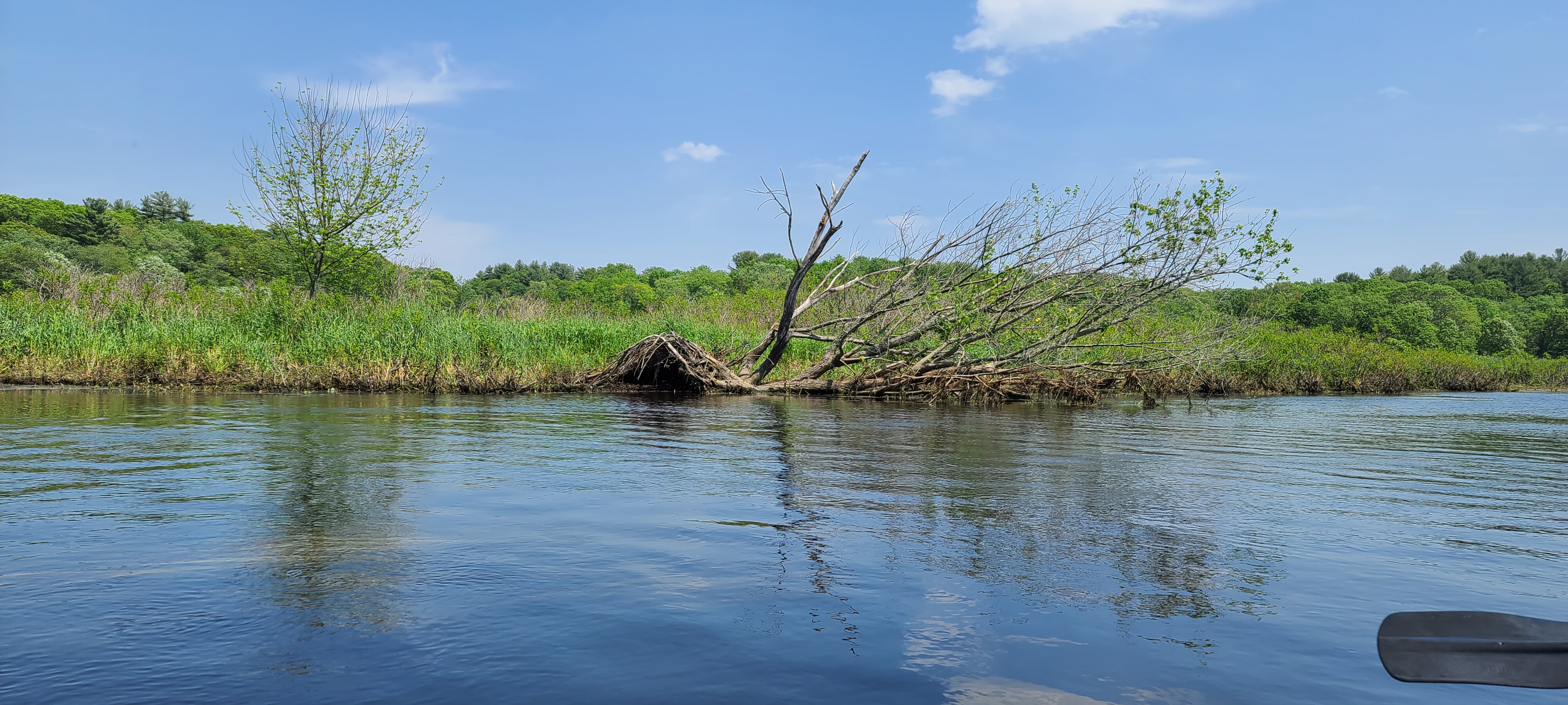 Photo of beaver lodge along the Sudbury River taken from a kayak on the river. 
