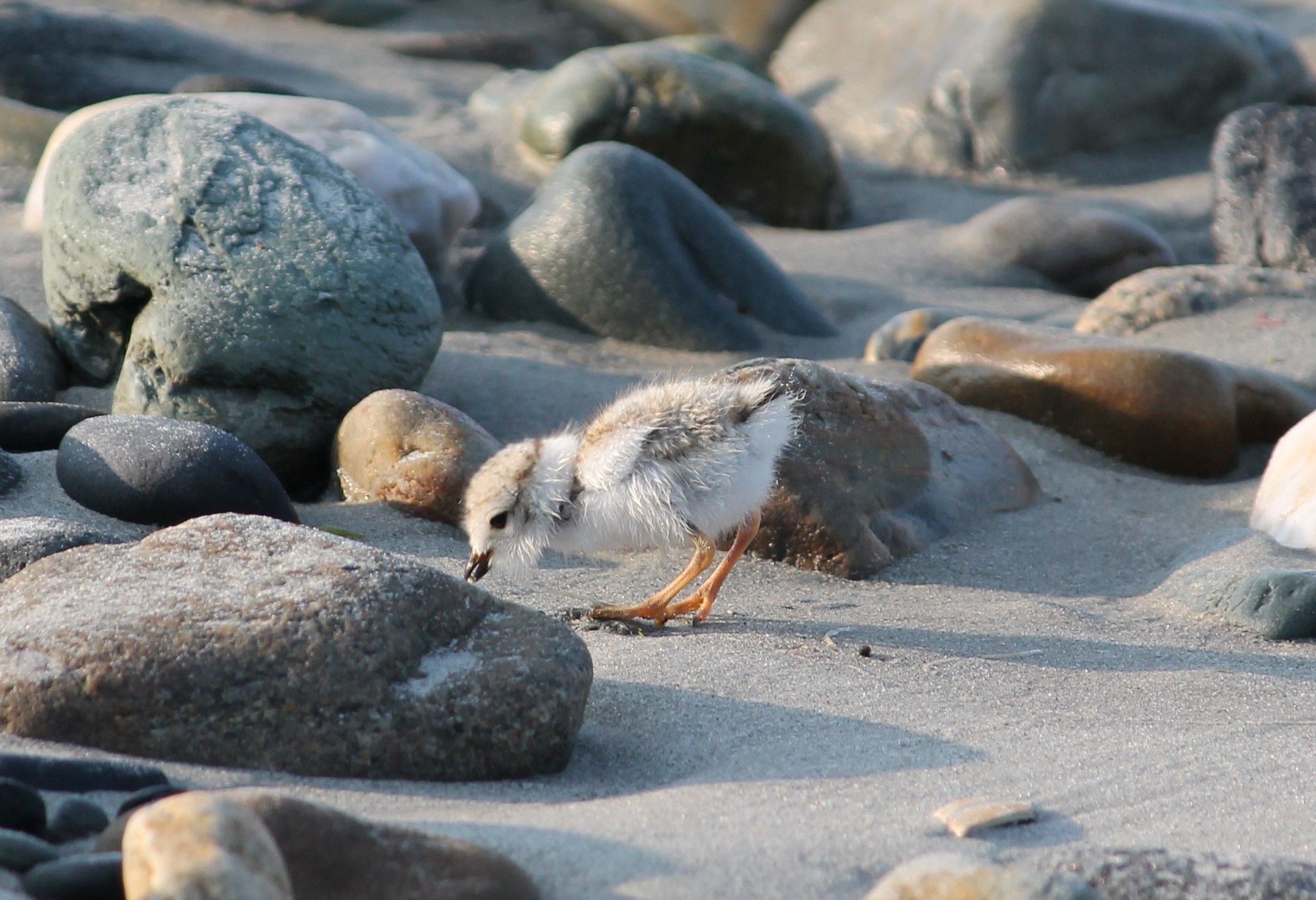 A small chick surrounded by rocks on a beach