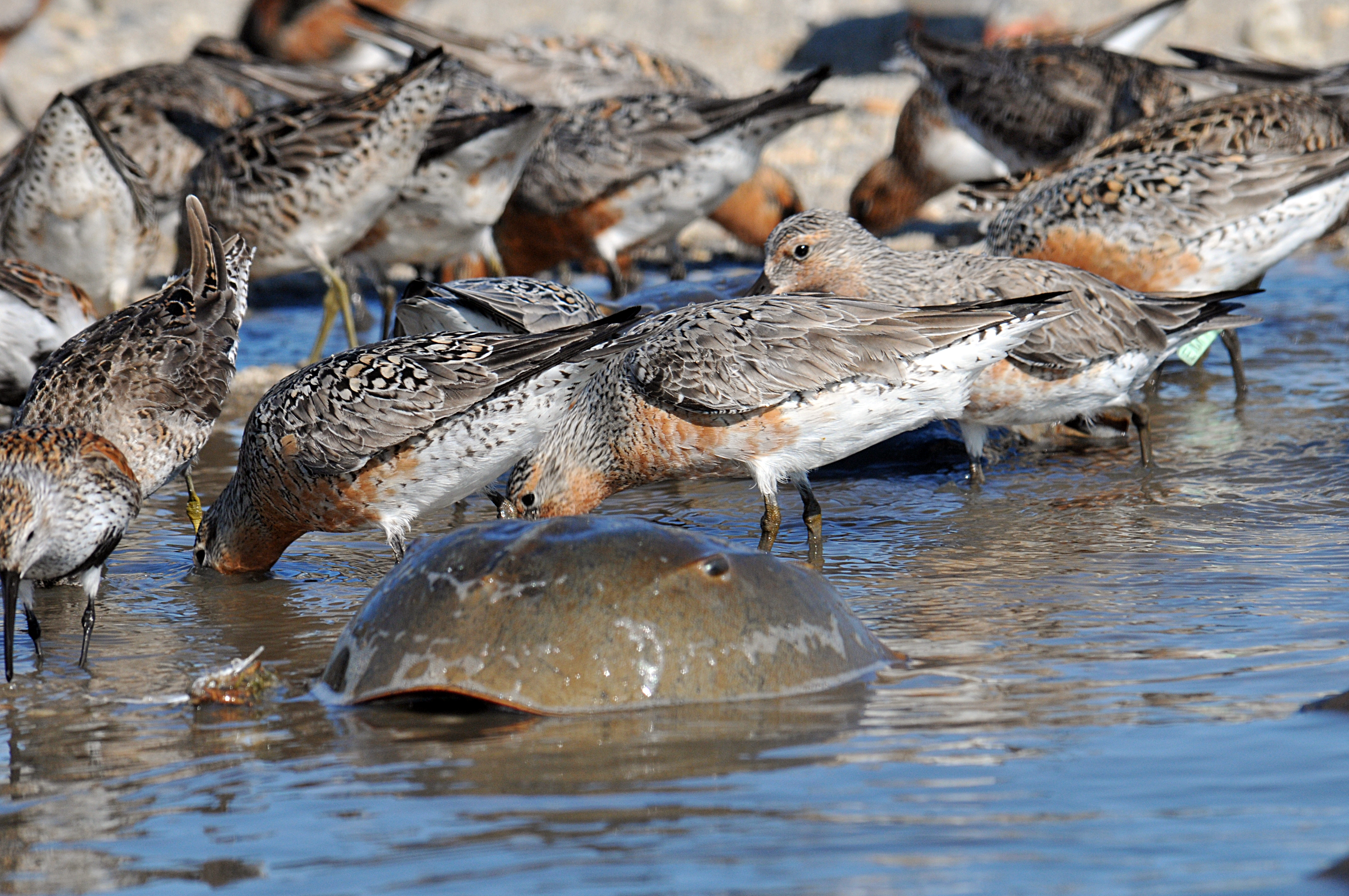 Several gray, brown and white birds--red knots--stand in the edge of the water. The shell of a horseshoe crab is visible in front of them.