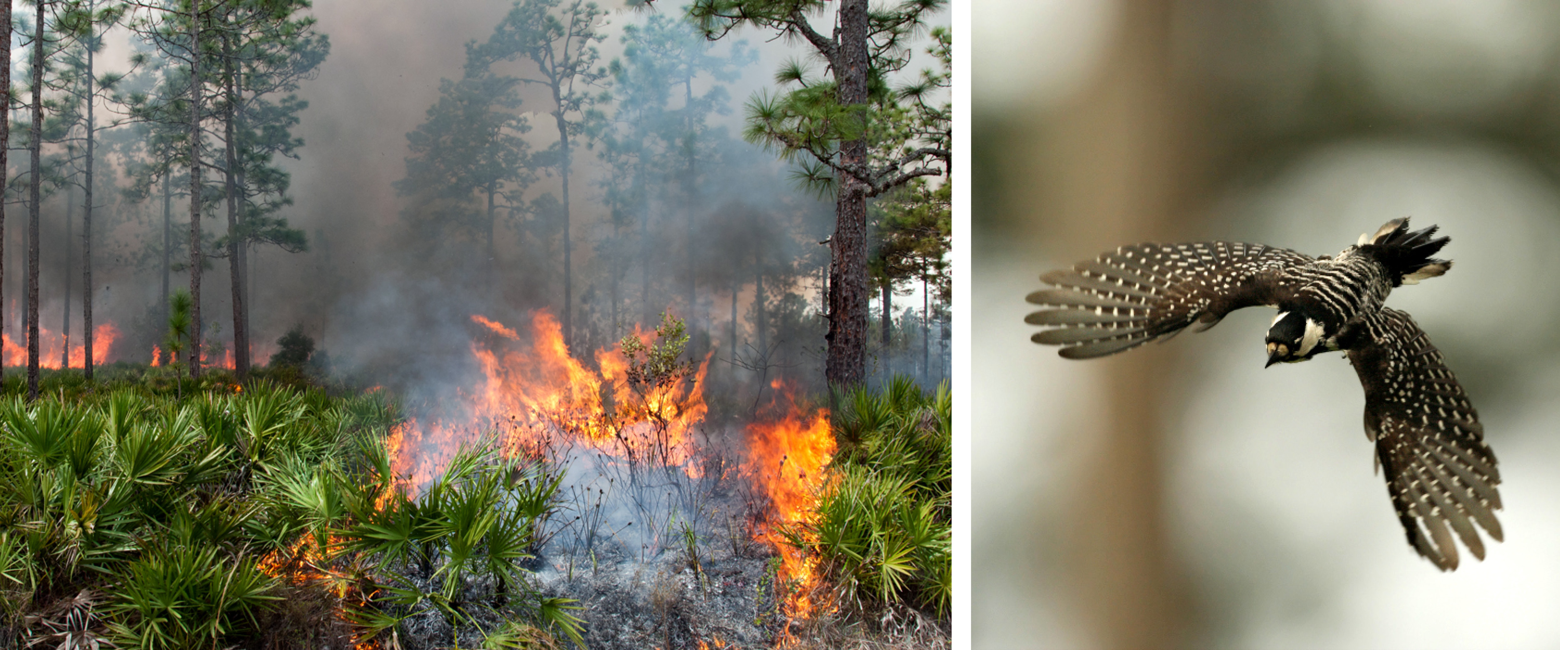 Two images. Left: burning south-central florida landscape. Right: Red-Cocked Woodpecker flying. 
