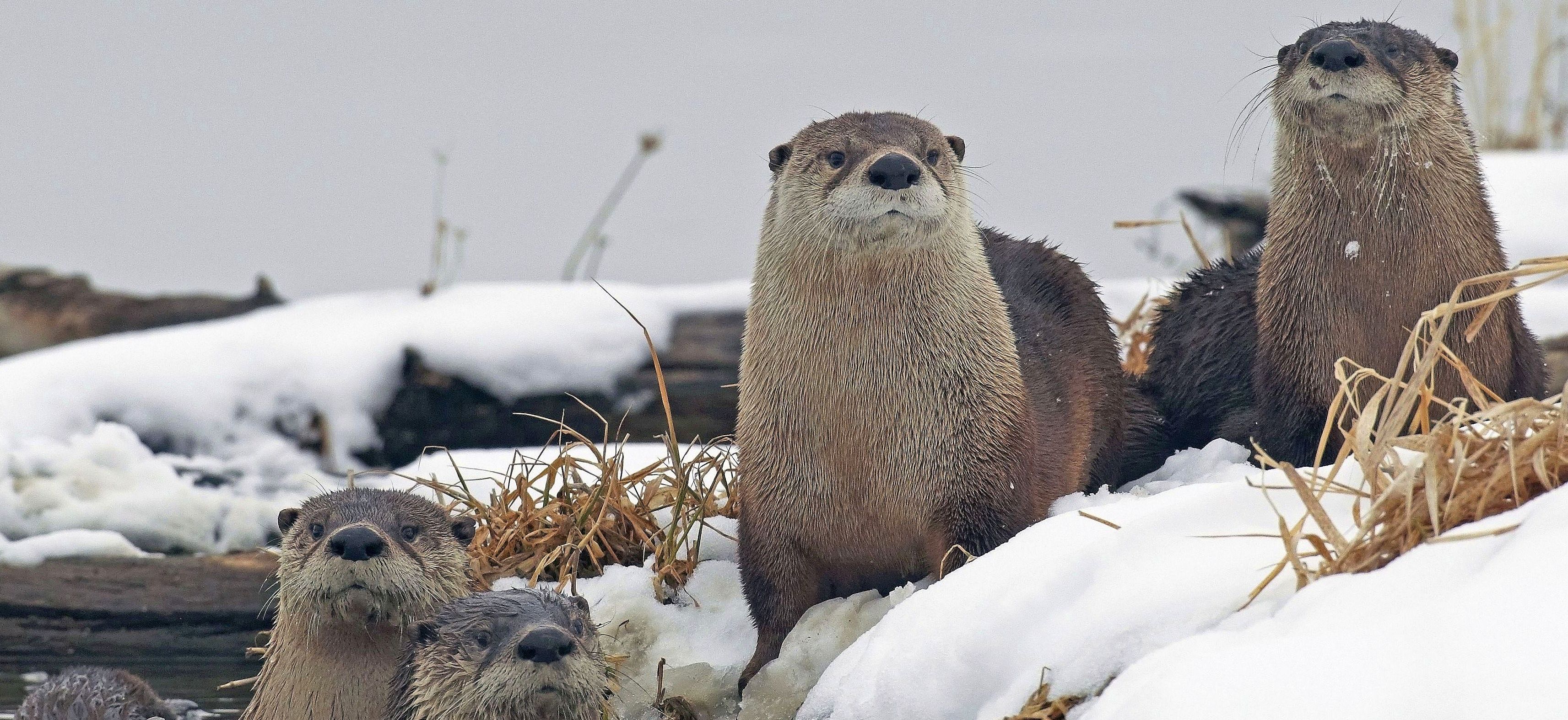 A group of river otters look at the camera from along the snowy riverbank at Loess Bluffs National Wildlife Refuge in Missouri.