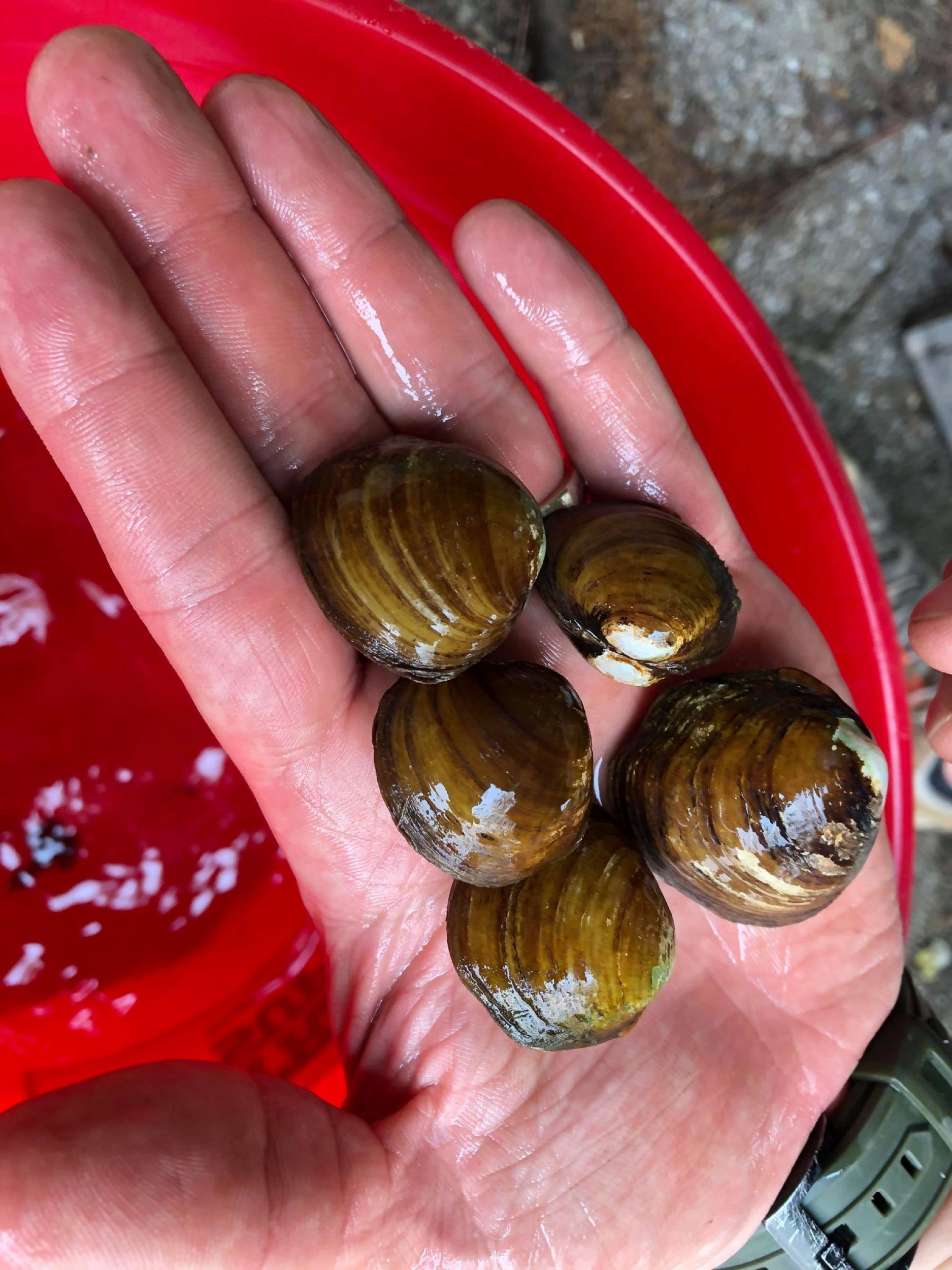 Round Hickorynut mussels