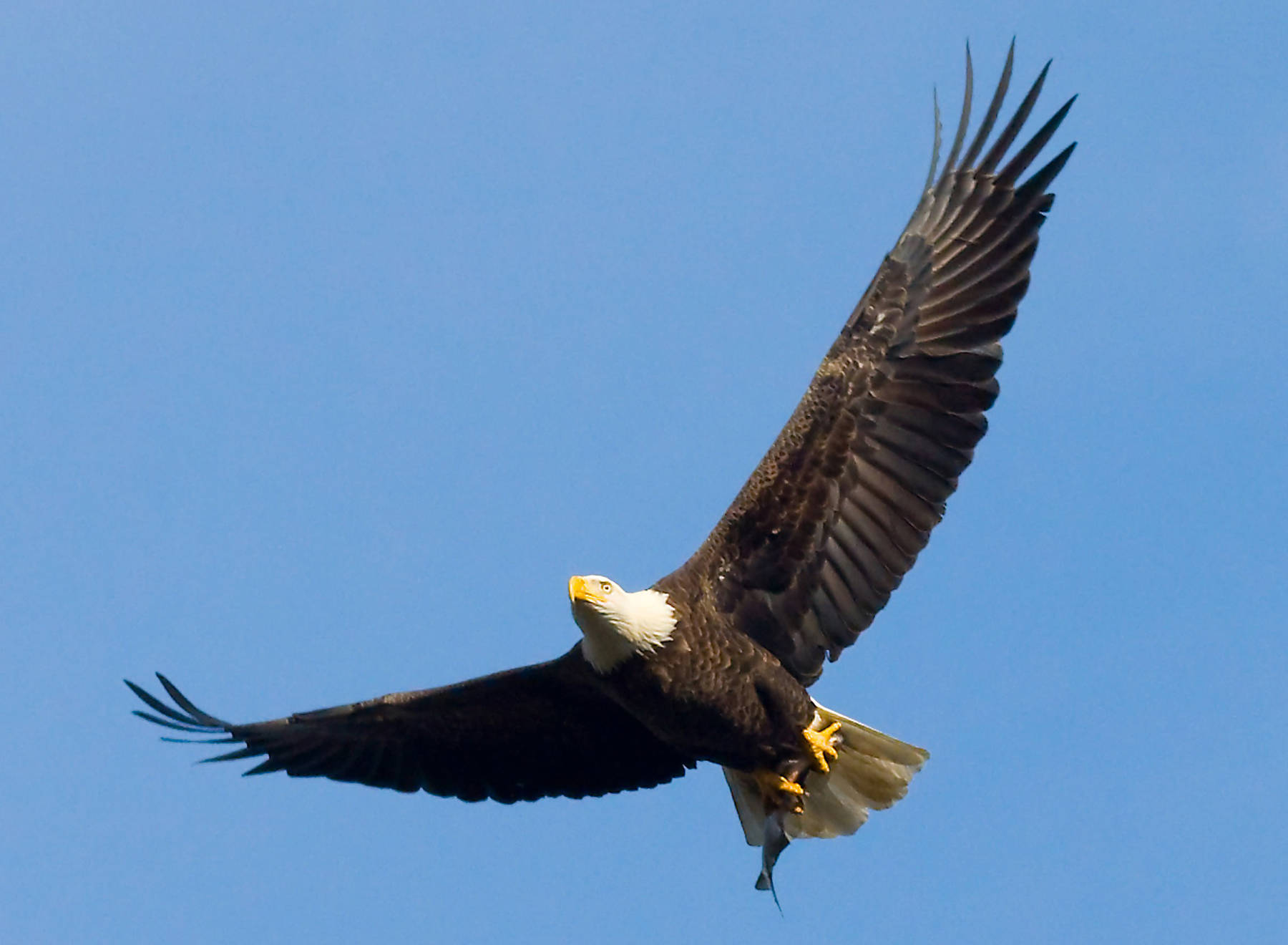 Bald Eagle soaring in clear blue sky with a fish
