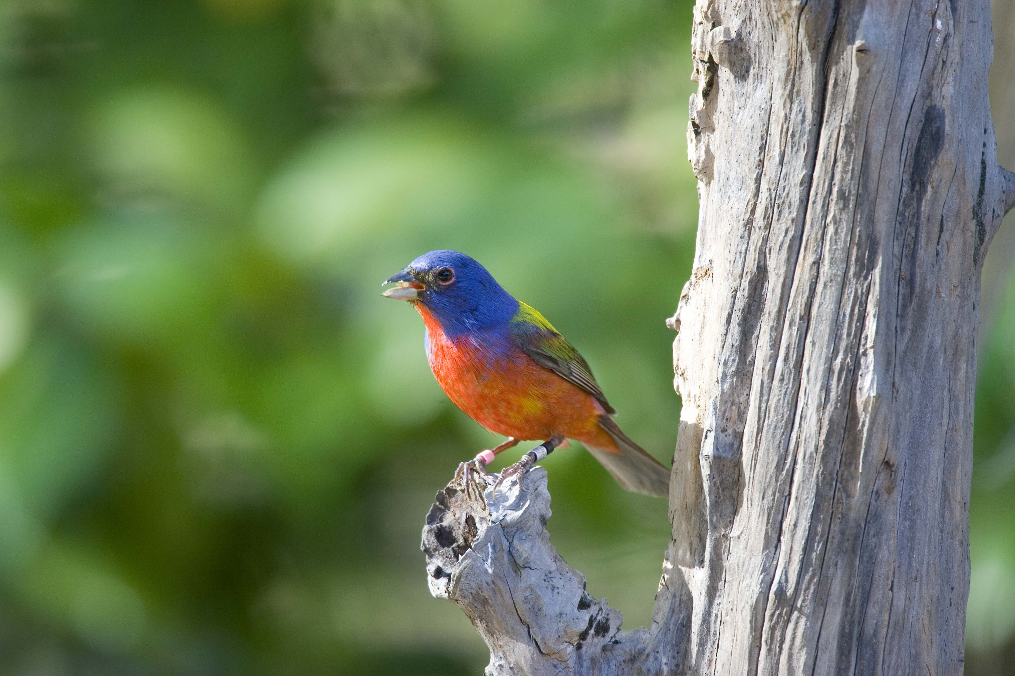 Brilliantly colored male Painted bunting perches on an old tree snag