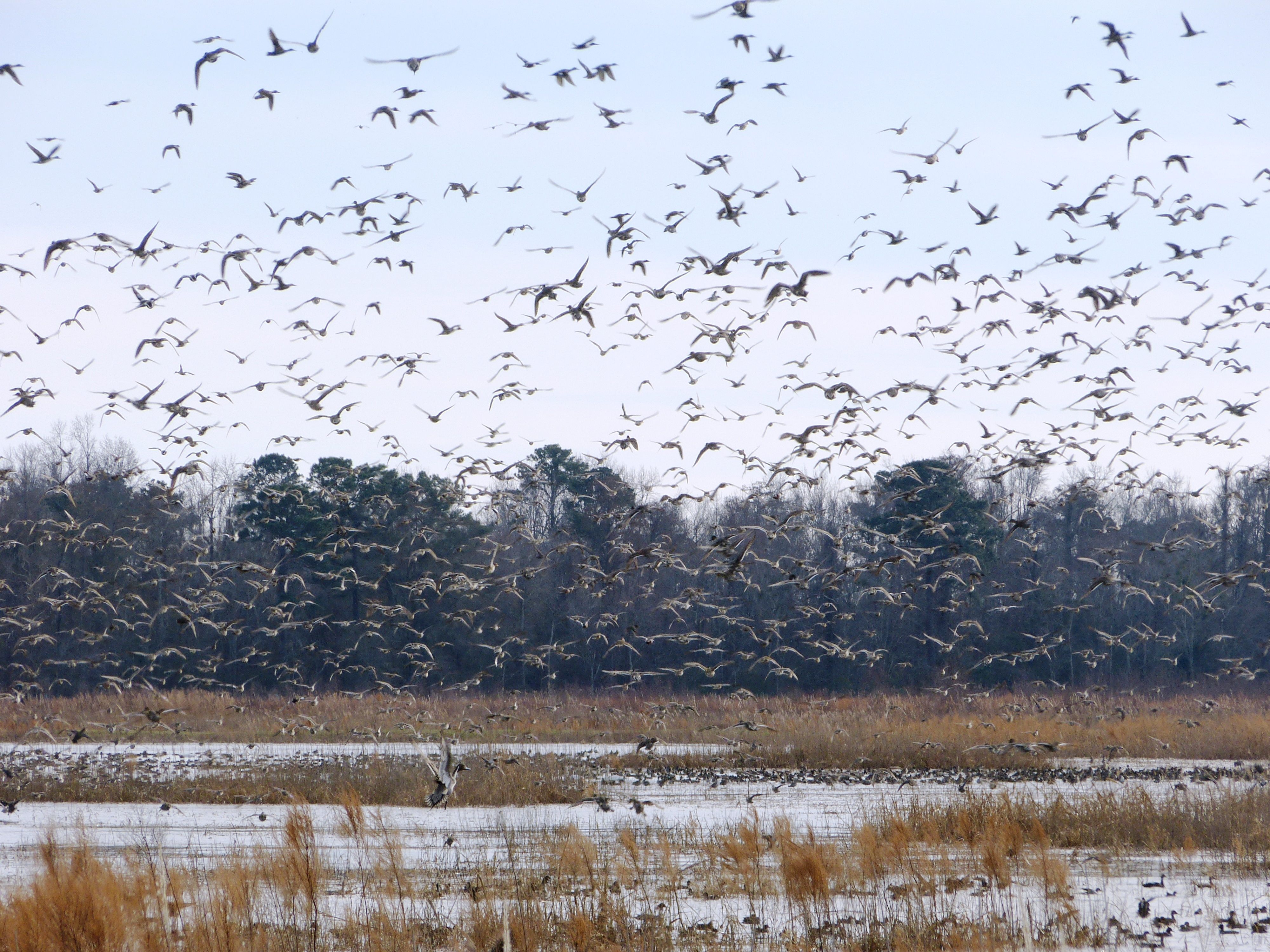 Pintail ducks and other birds fly over Mattamuskeet National Wildlife Refuge in North Carolina, located along the Atlantic Flyway.