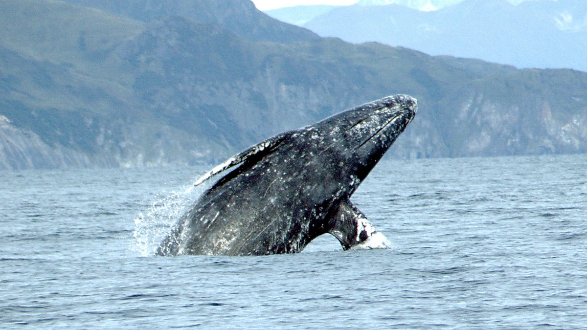 A gray whale breaches (erupts out of the water) as it migrates north along the Oregon Coast.