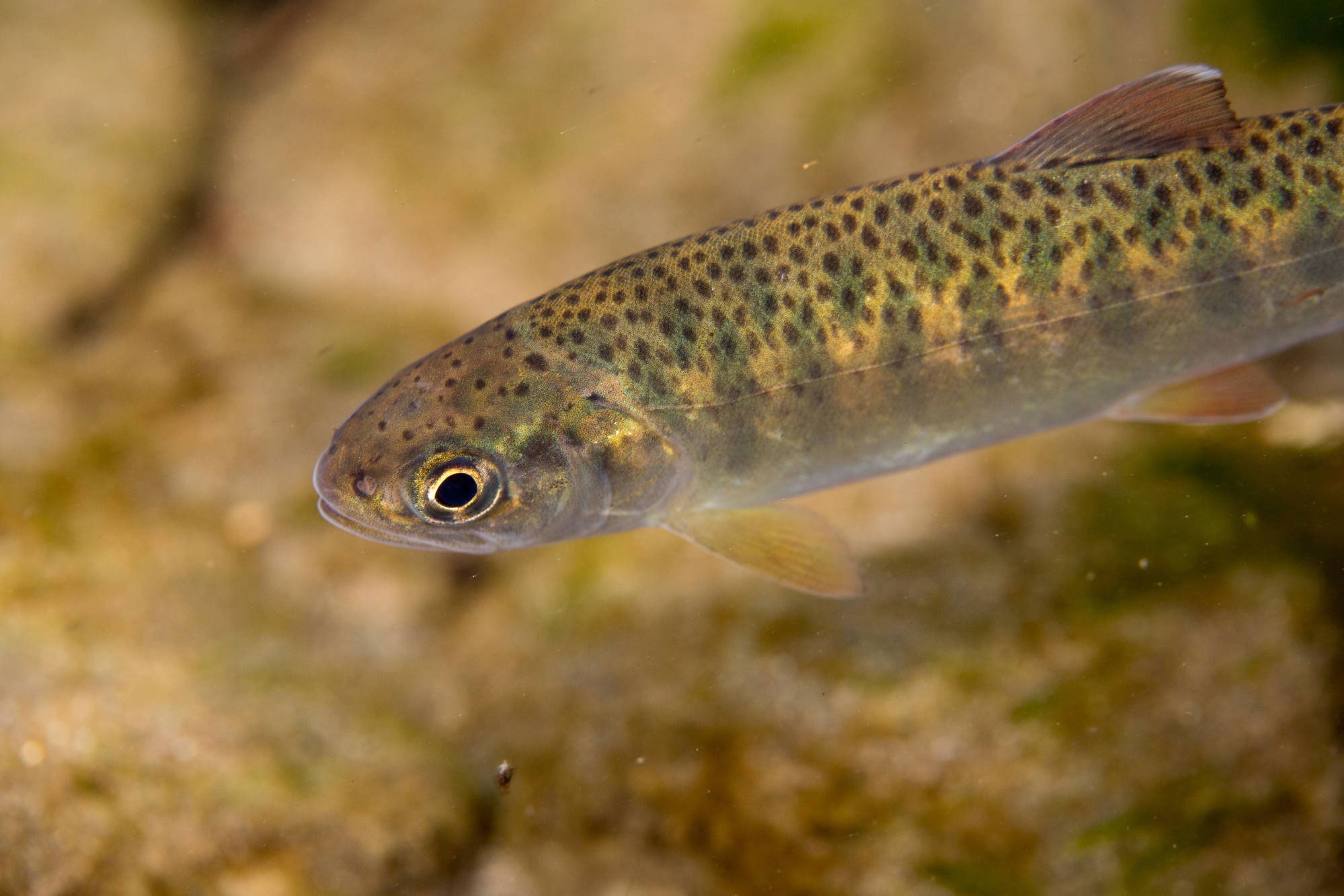 Neosho National Fish Hatchery - Juvenile trout are sometimes