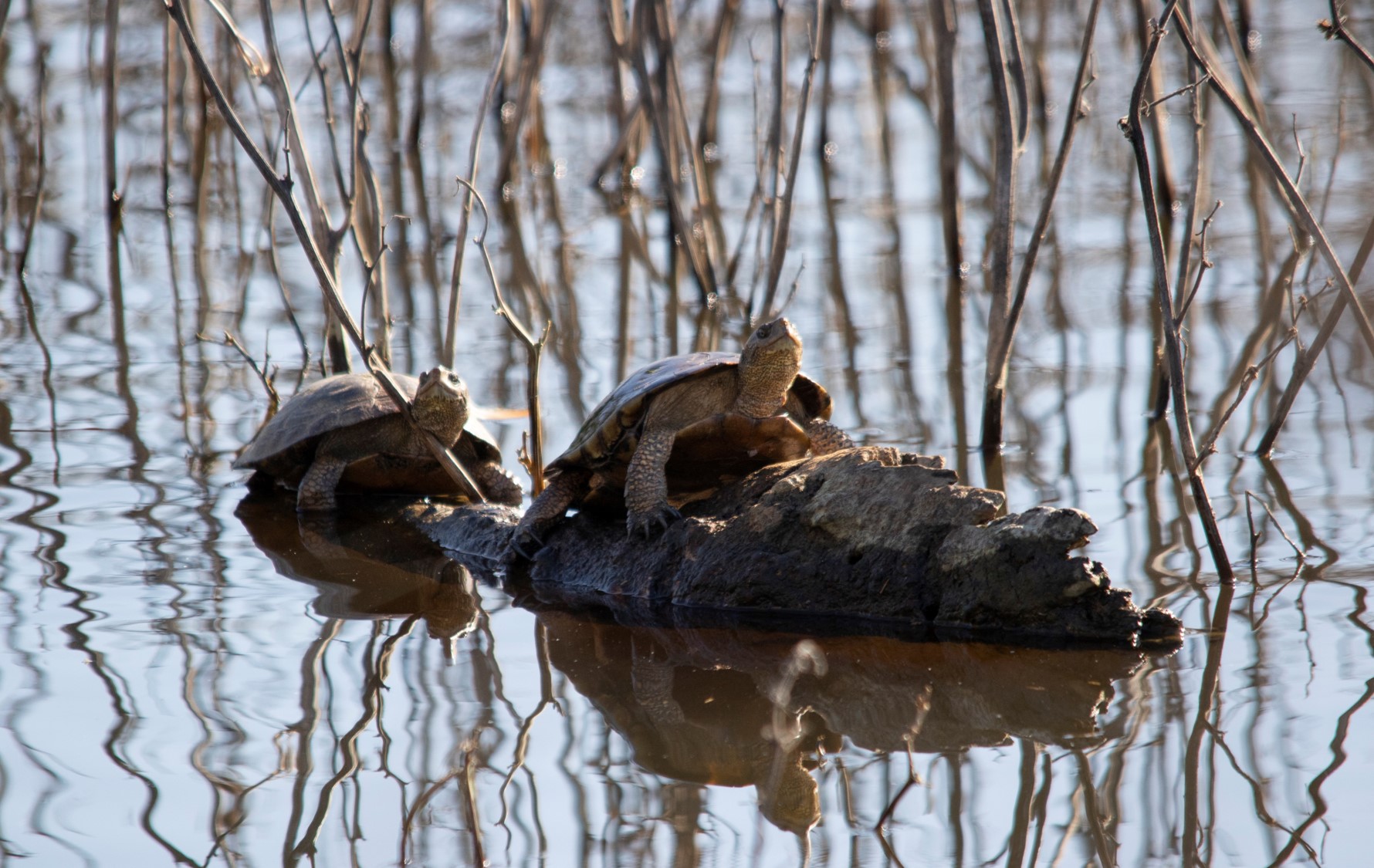 Two turtles sitting on a rock surrounded by water