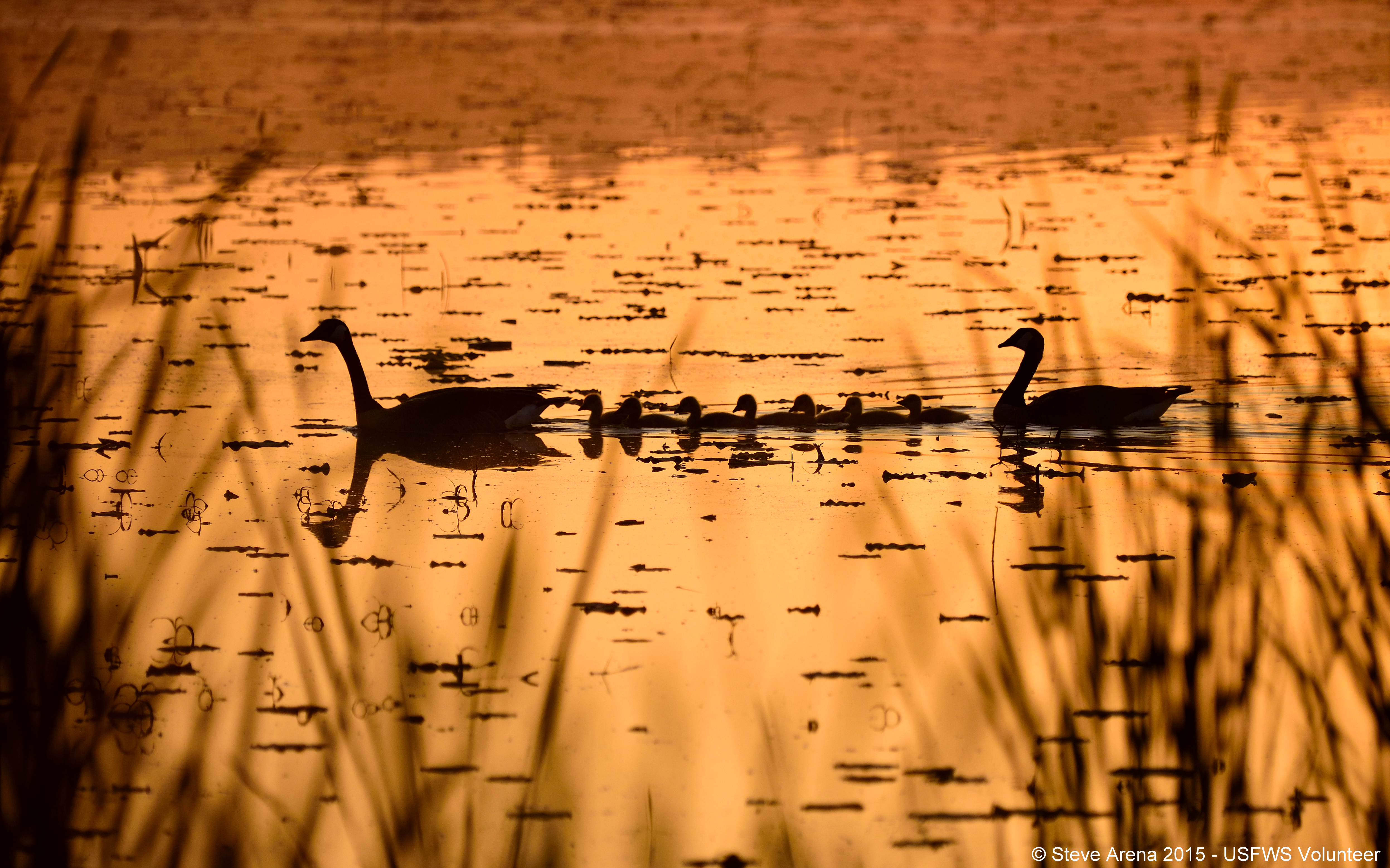 Family unit of Canada geese swimming through a wetland at sunset