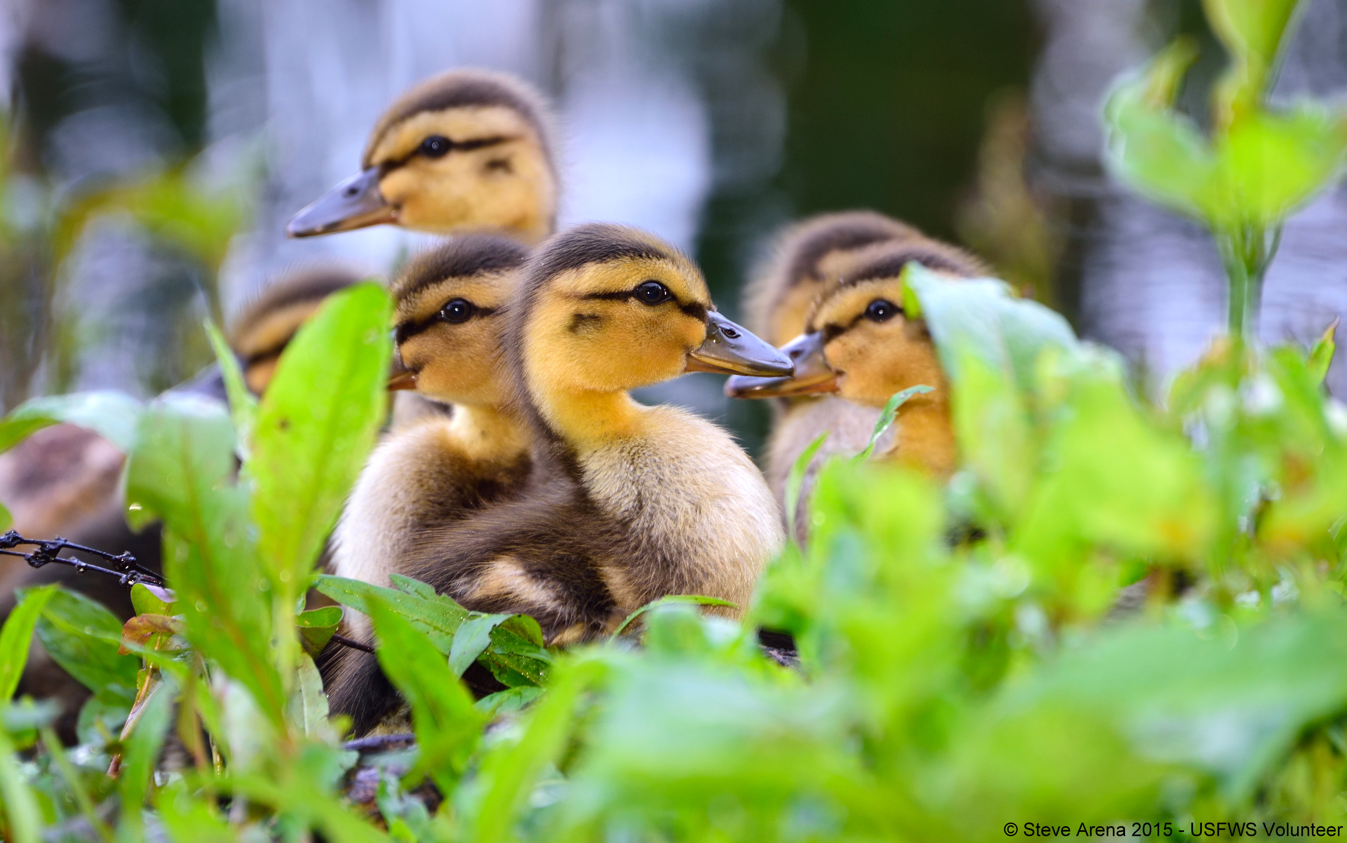 8 mallard ducklings sitting on water's edge in vegetation