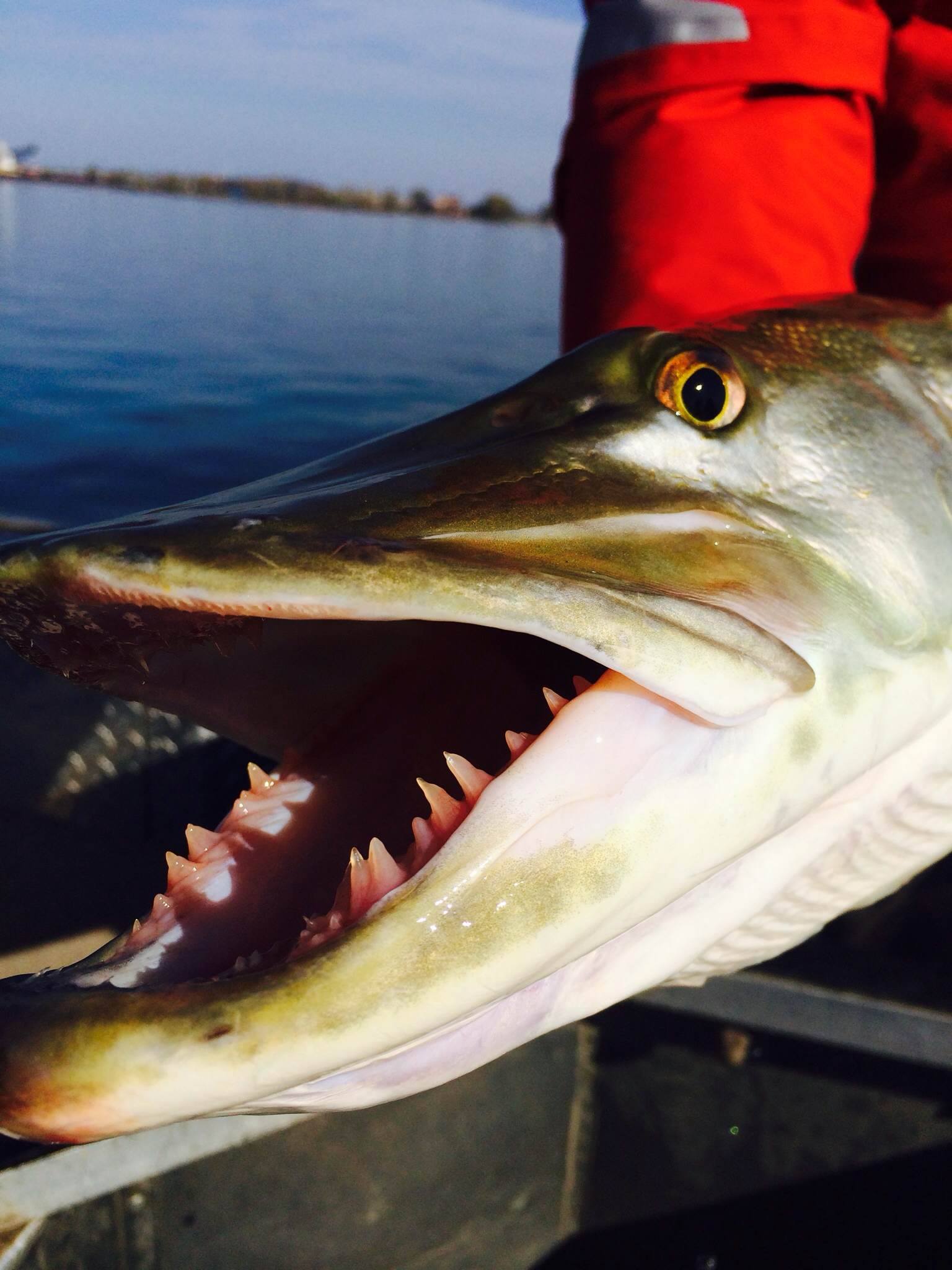 Northern Pike Teeth Northern Pike Teeth
