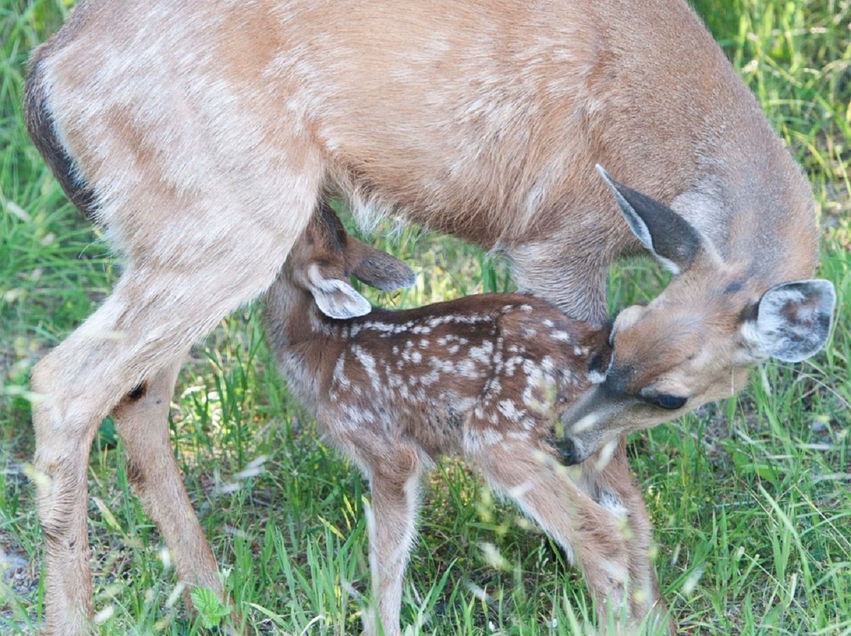 Columbia Black-tailed Deer with Fawn