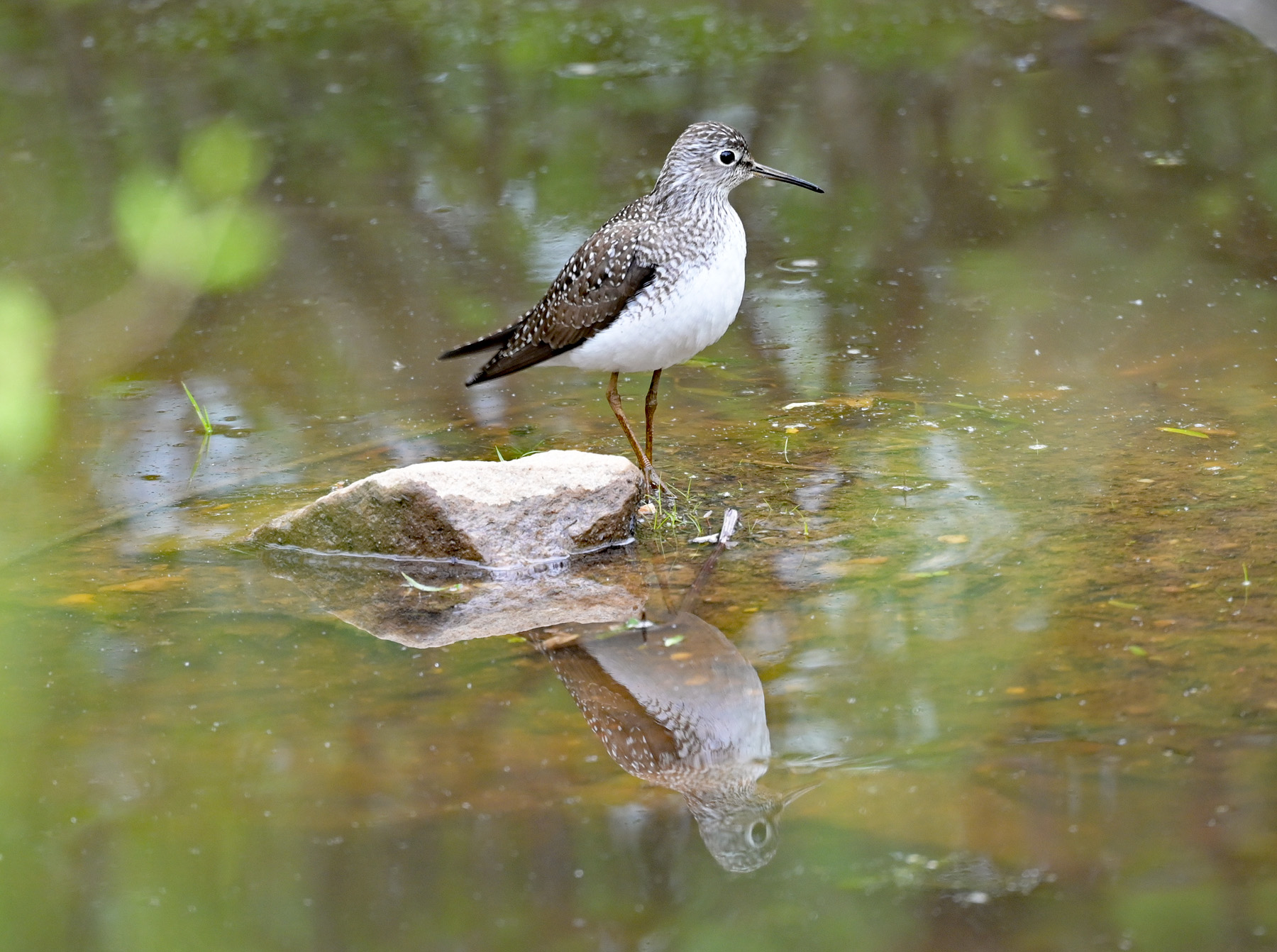 A solitary sandpiper walks in shallow water.