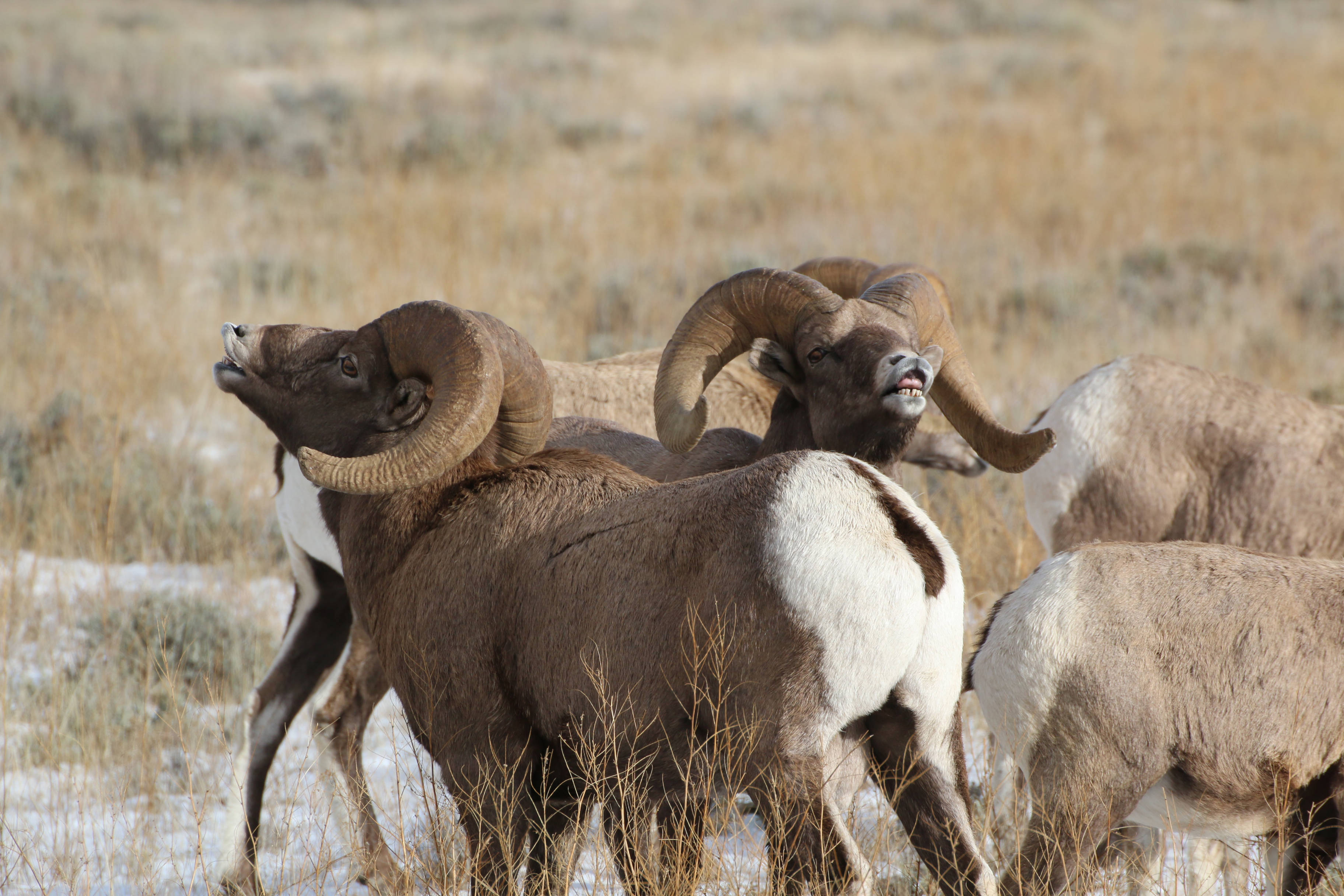 Male bighorn sheep 