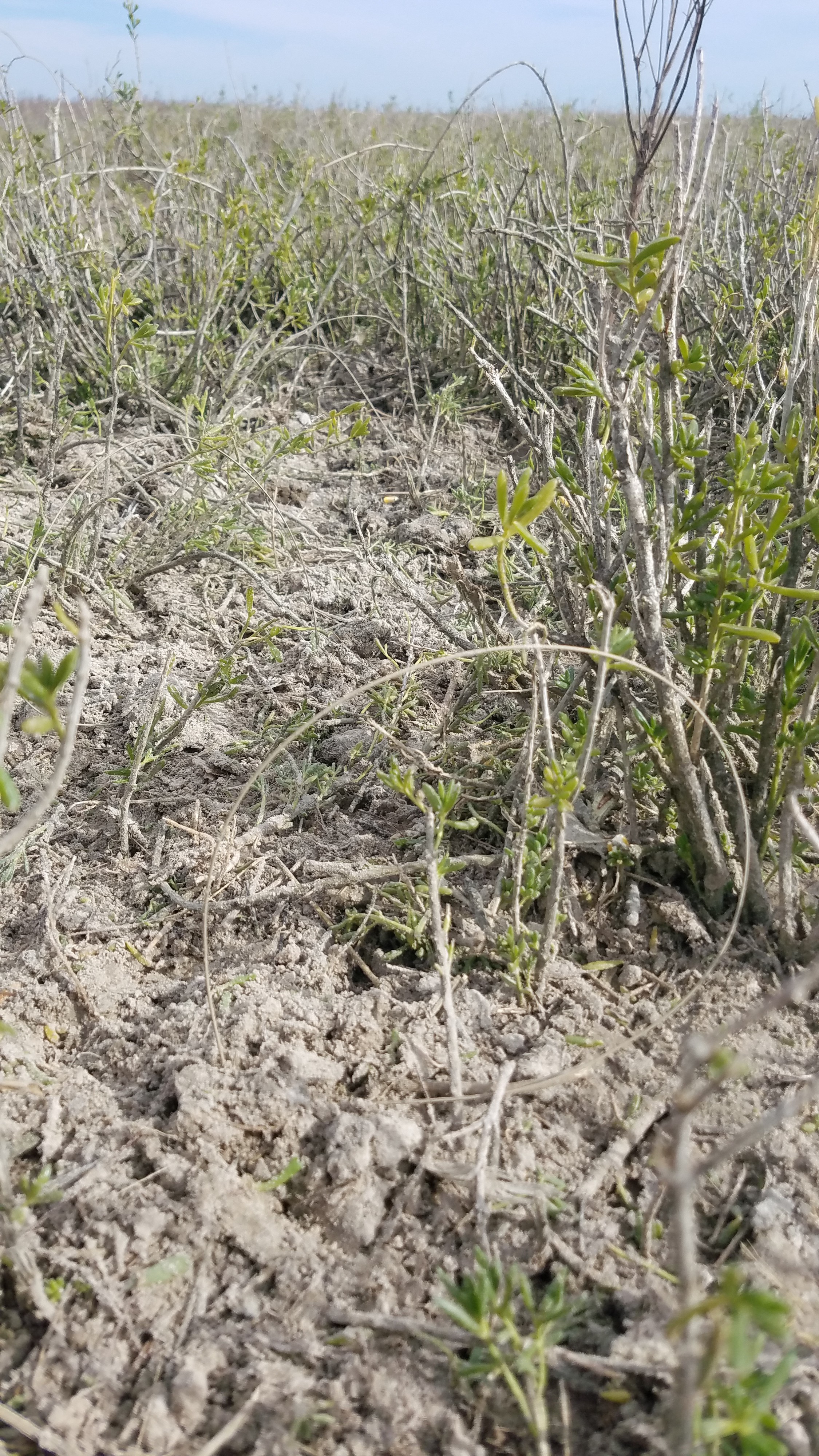 A series of leg snare traps are shown in a line in a patch of tall grasses