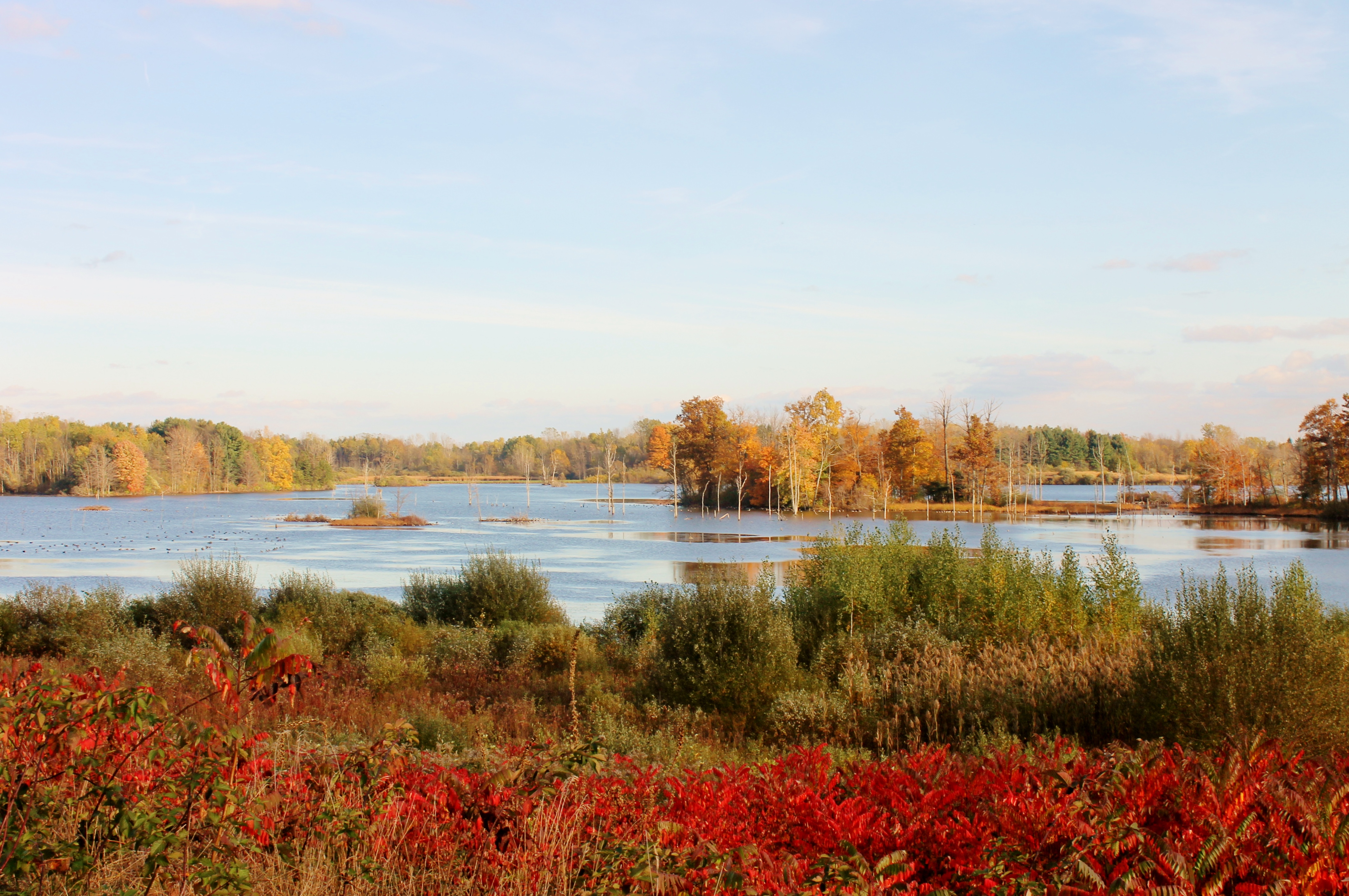 Fall foliage - Ringneck Marsh Iroquois NWR | FWS.gov