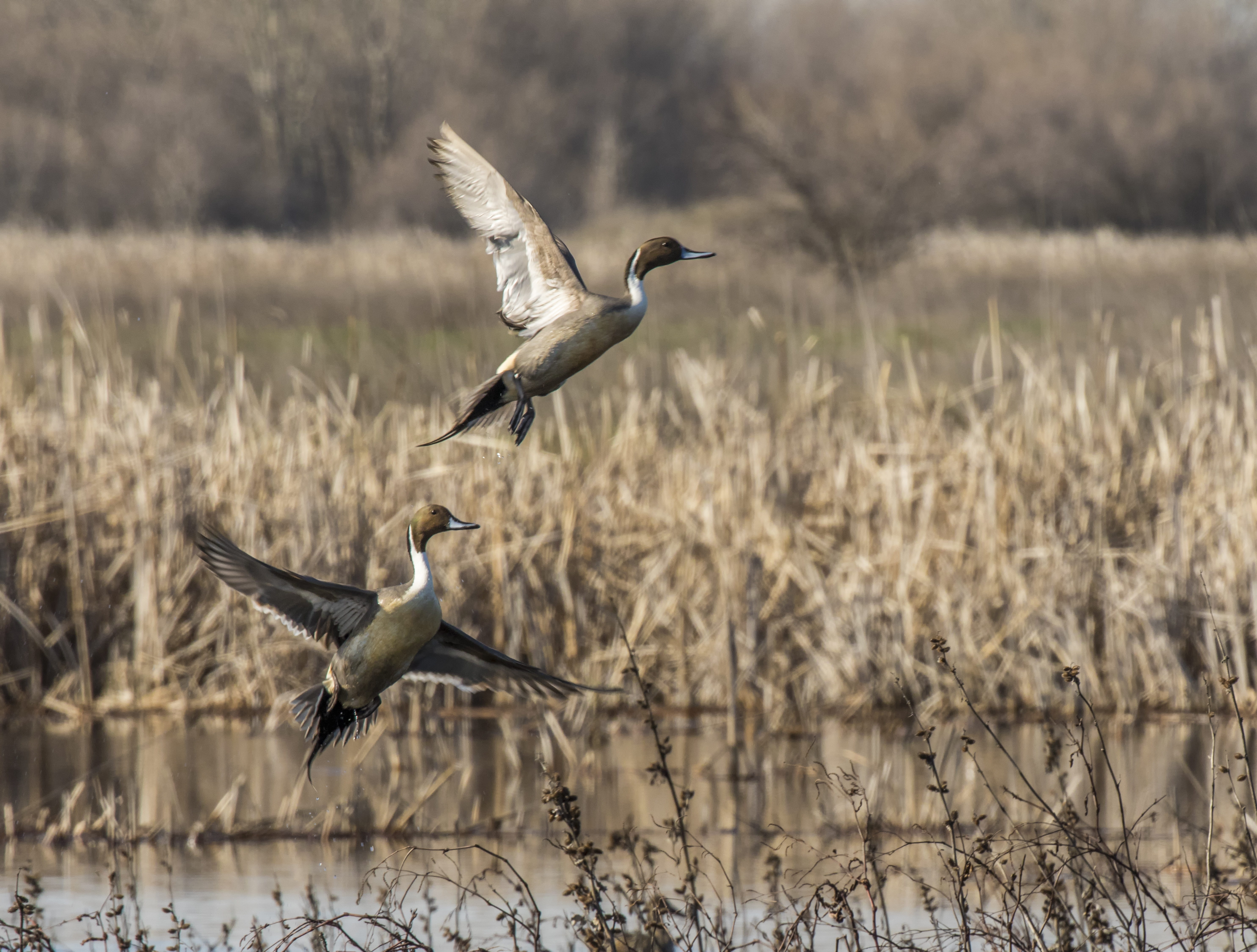 Two northern pintail ducks flushing from the wetland.