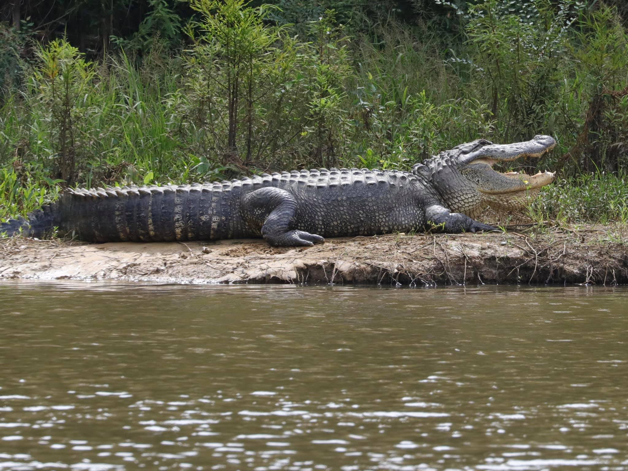 An alligator laying on land with its mouth open.