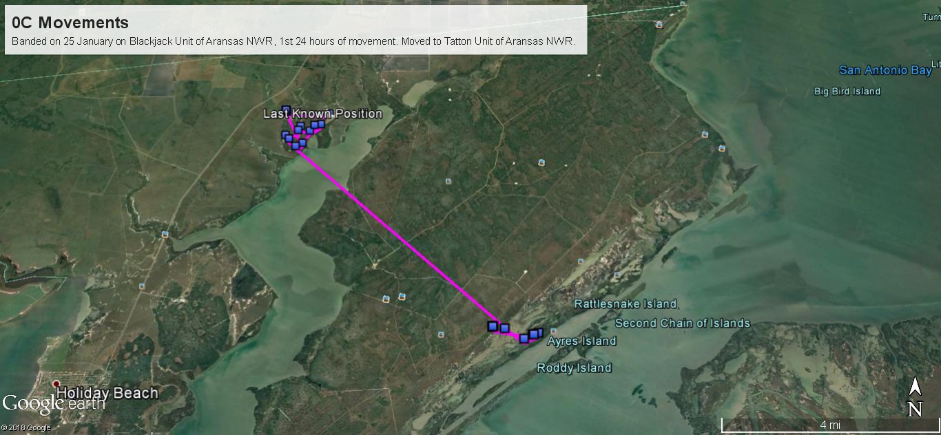 Map showing crane tracking information indicating that the bird moved to the Tatton Unit of Aransas National Wildlife Refuge within the first 24 hours after being banded